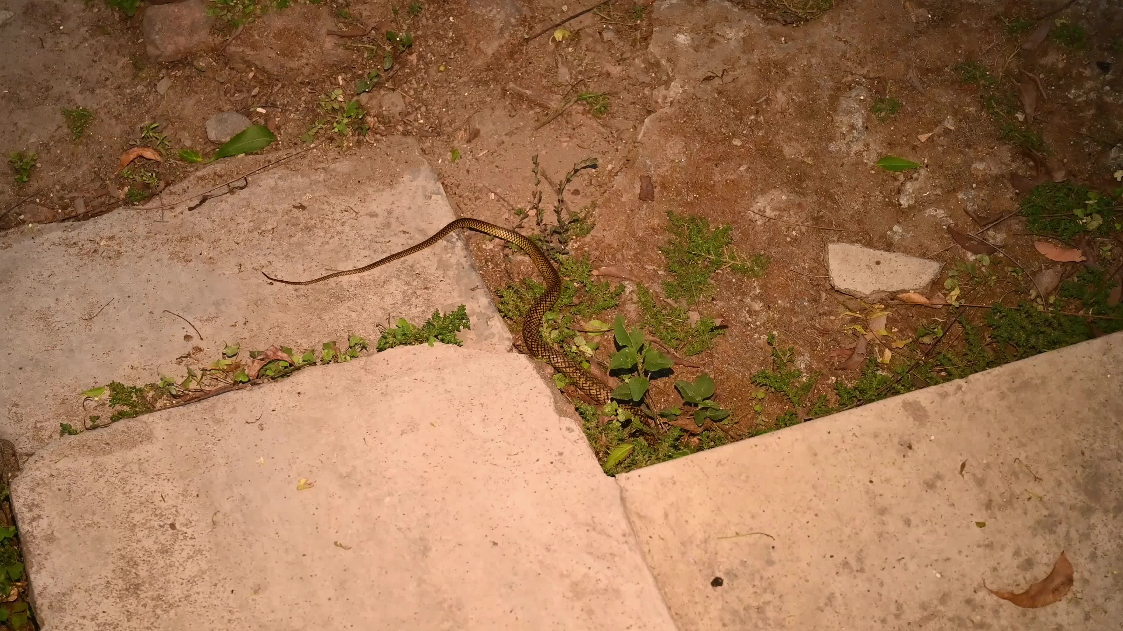 Snake under the stairs in the evening - Animal India