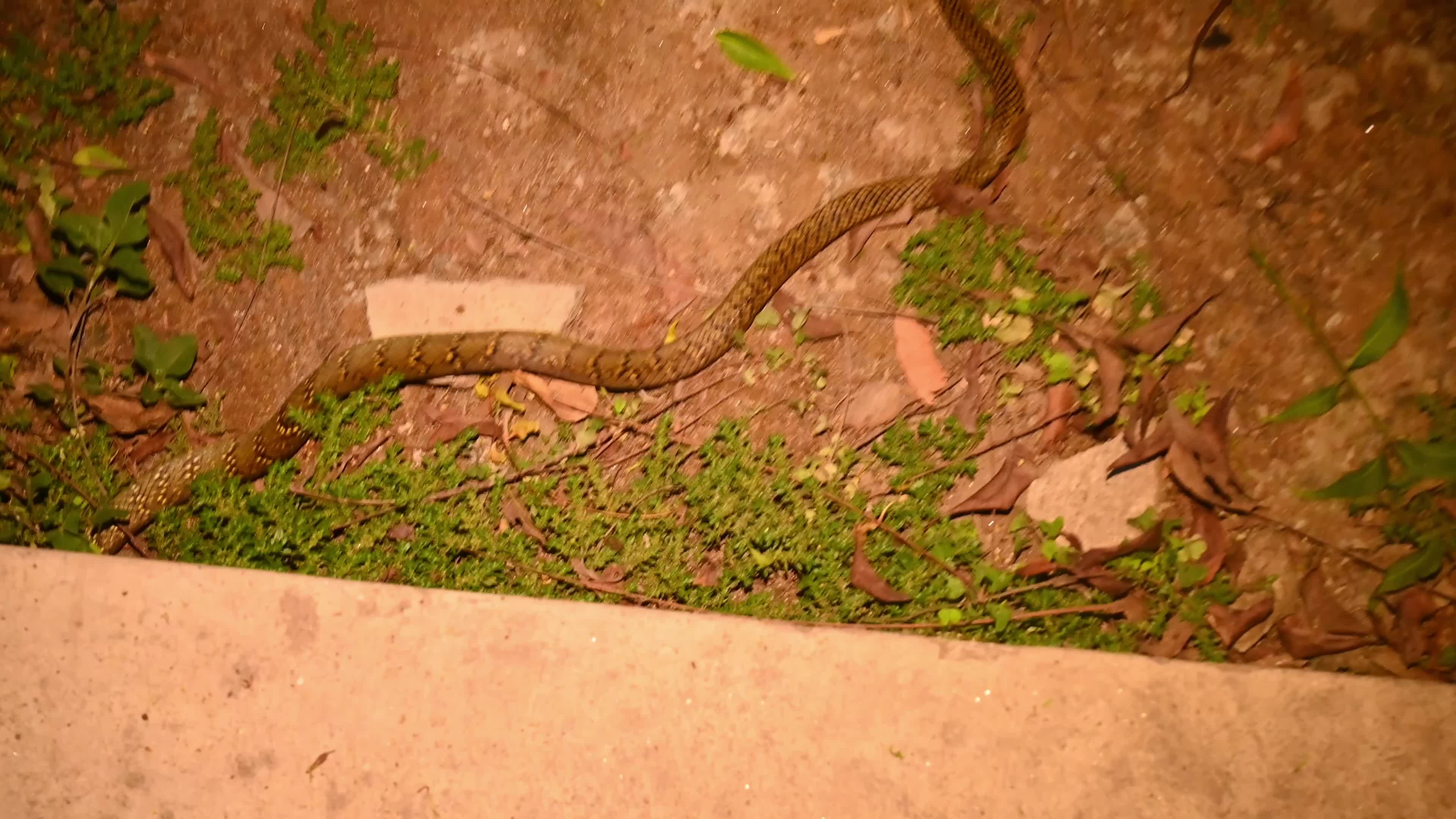 Snake under the stairs in the evening - Animal India