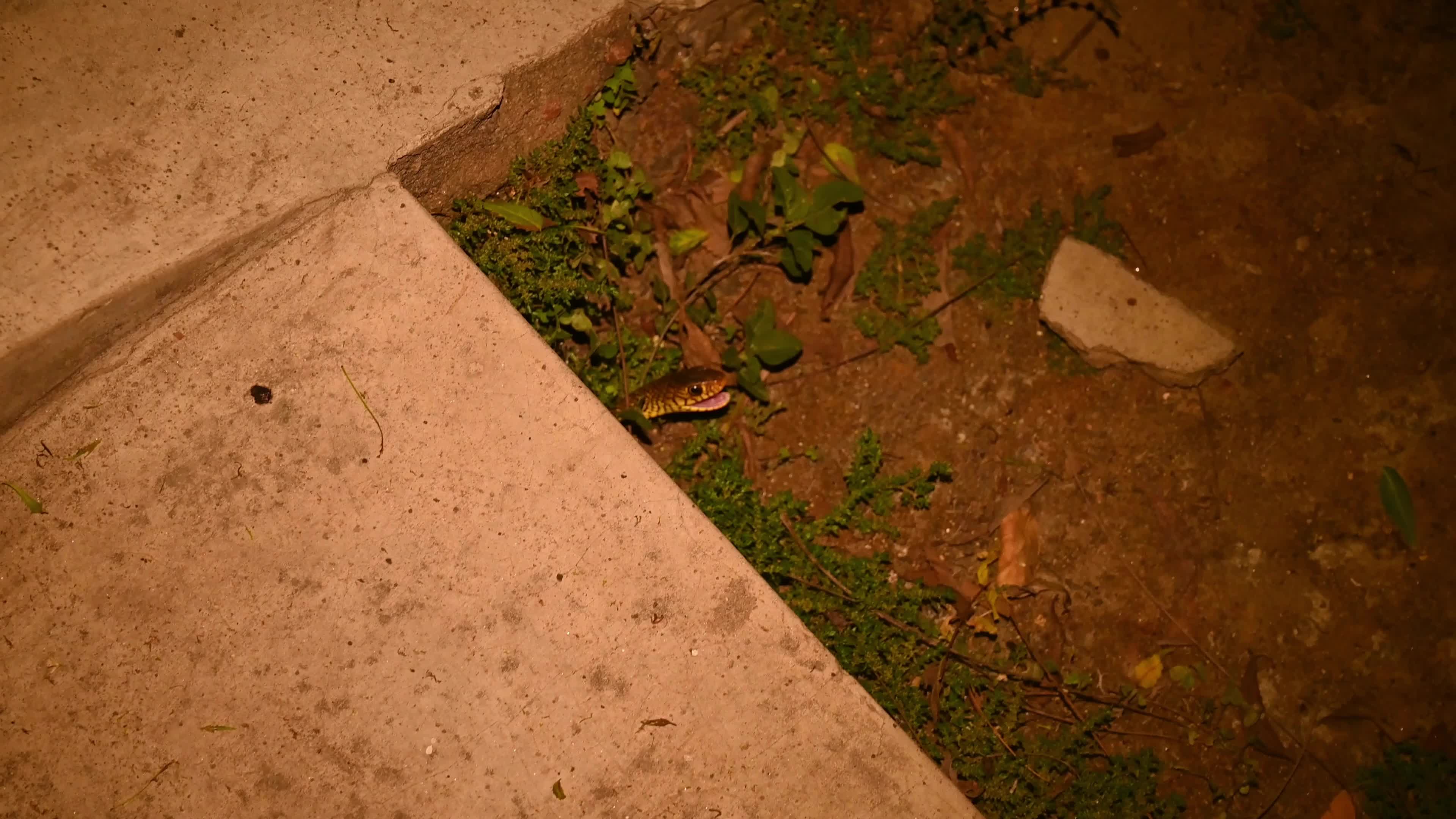 Snake under the stairs in the evening - Animal India