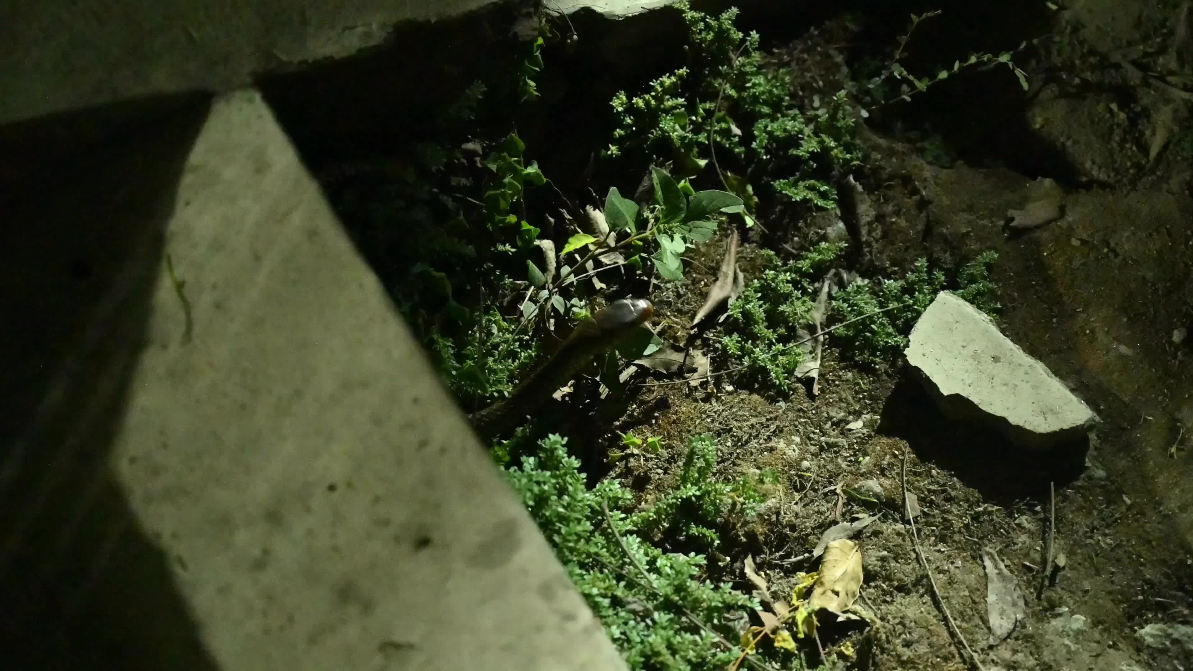 Snake under the stairs in the evening - Animal India
