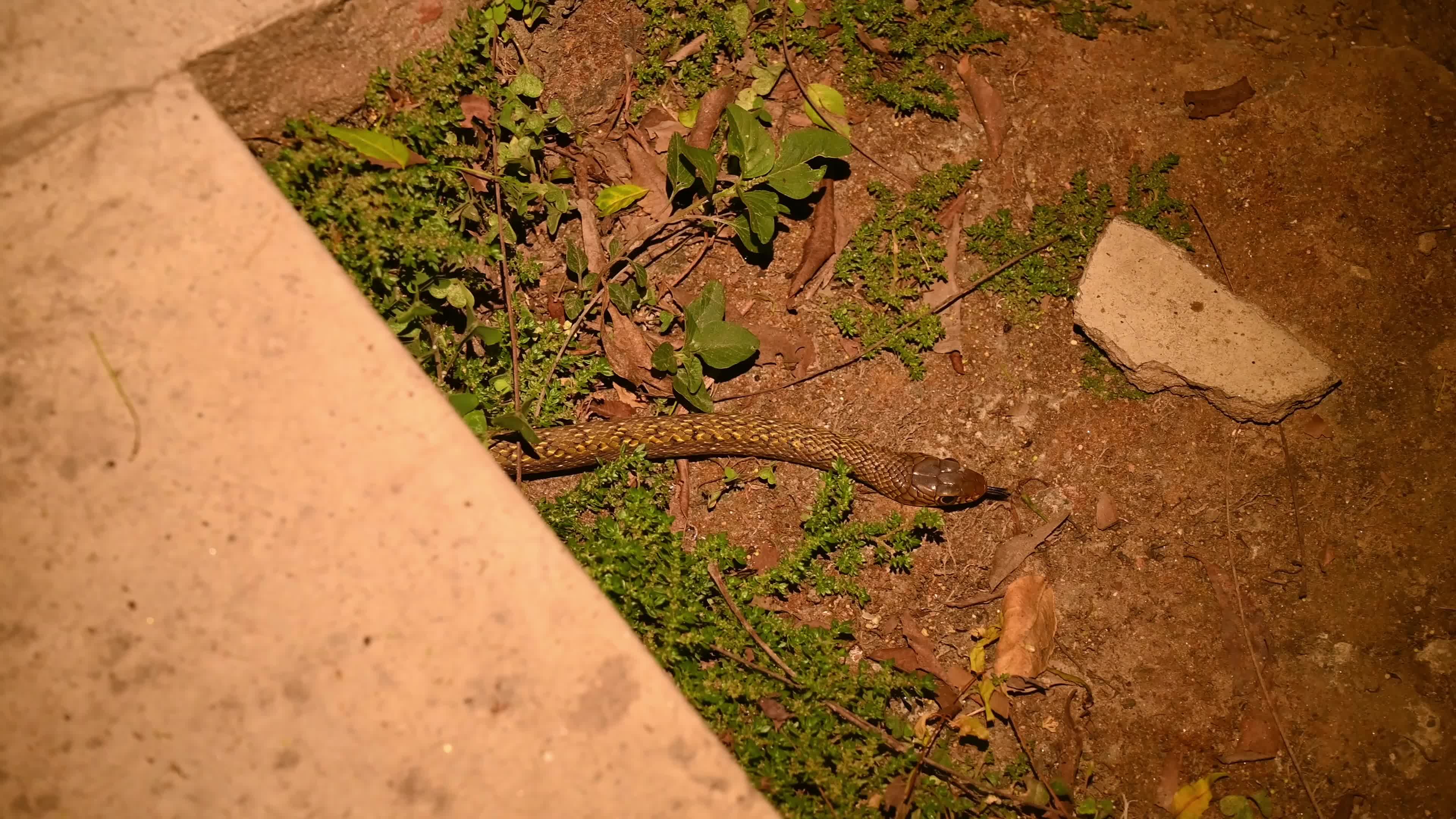 Snake under the stairs in the evening - Animal India