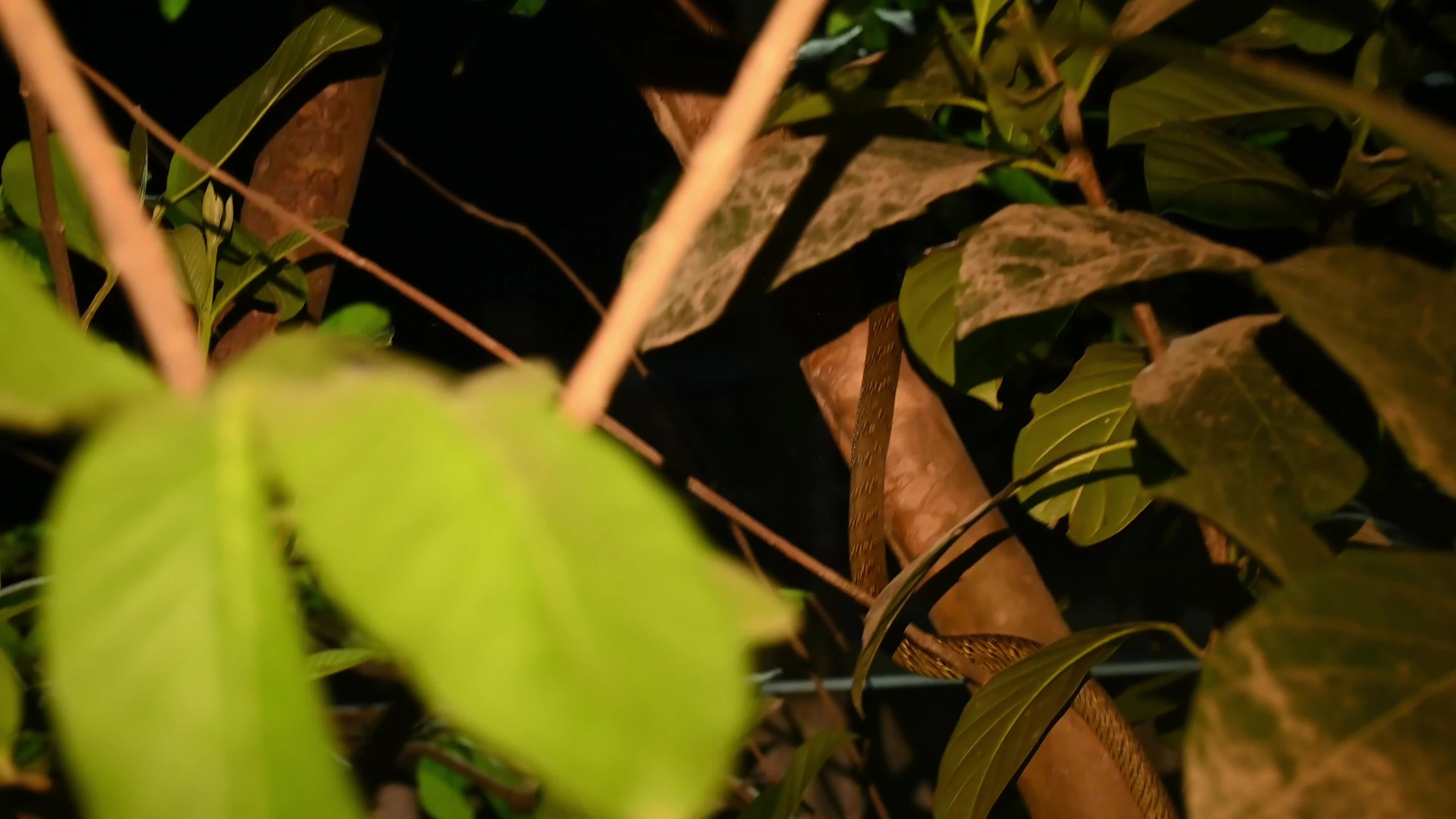 Snake under the stairs in the evening - Animal India