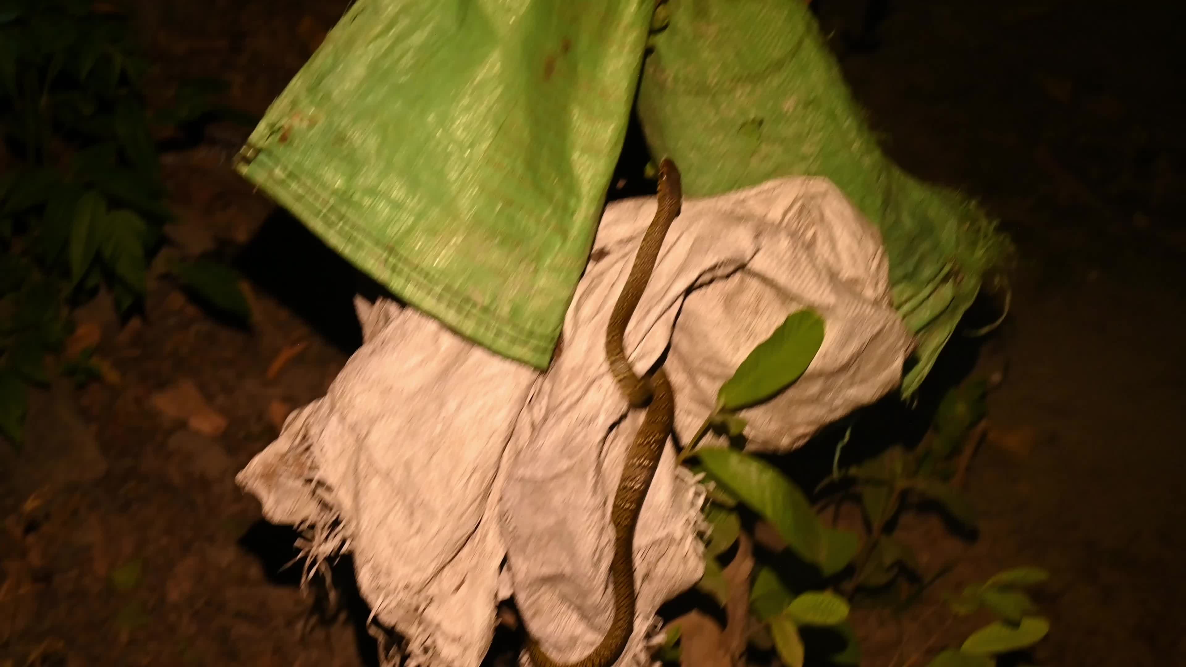 Snake under the stairs in the evening - Animal India