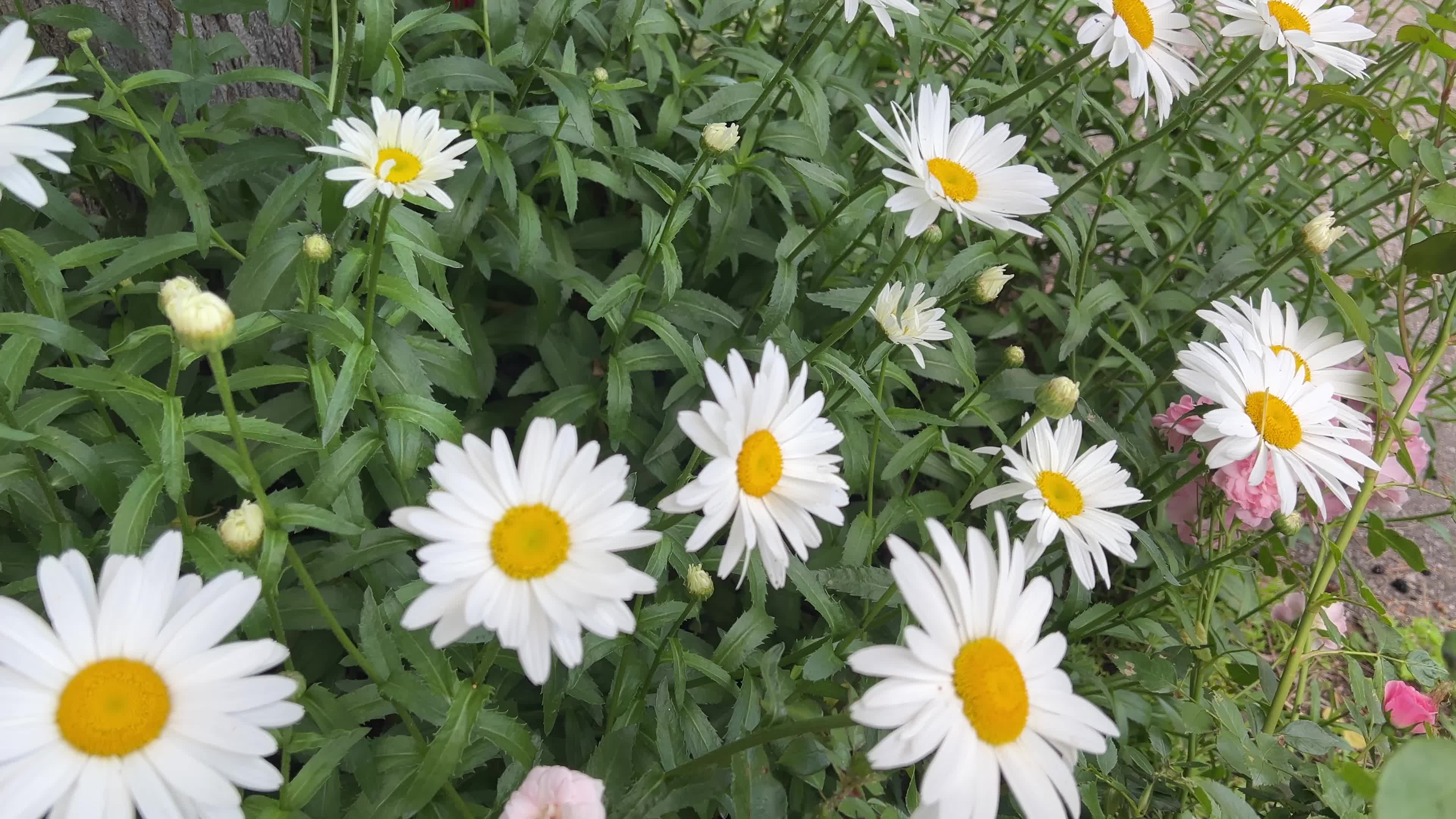 Daisies