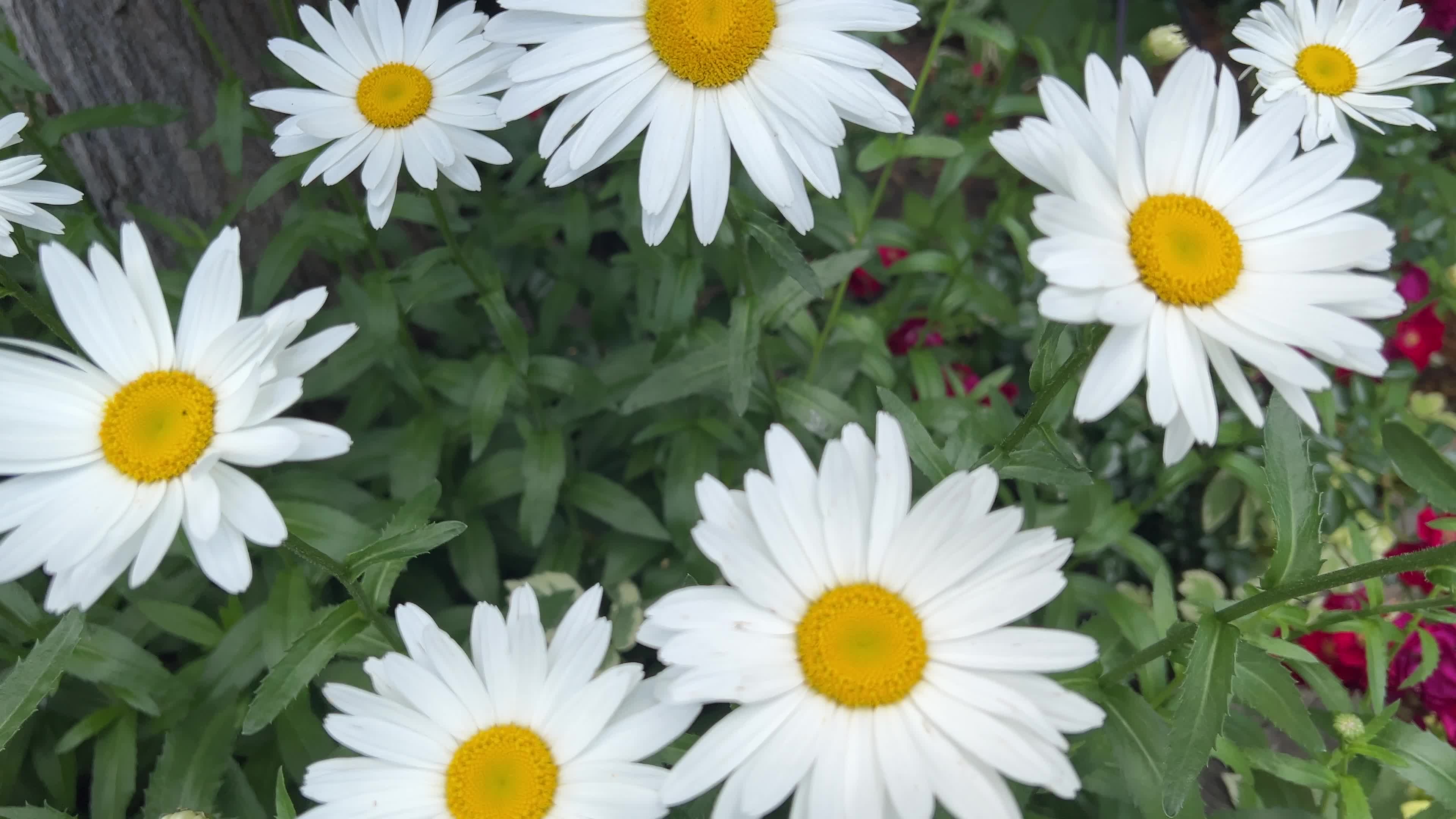 Daisies