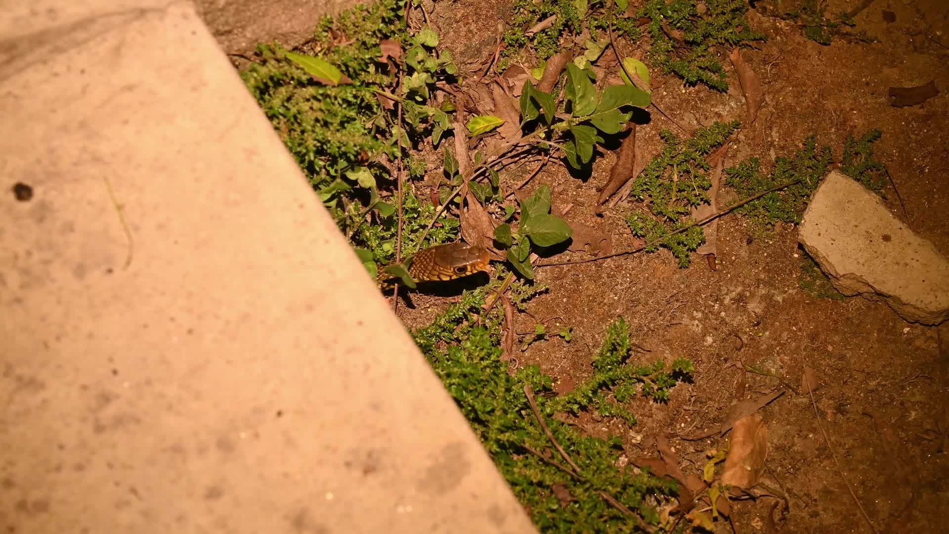 Snake under the stairs in the evening - Animal India - 06/15/2026