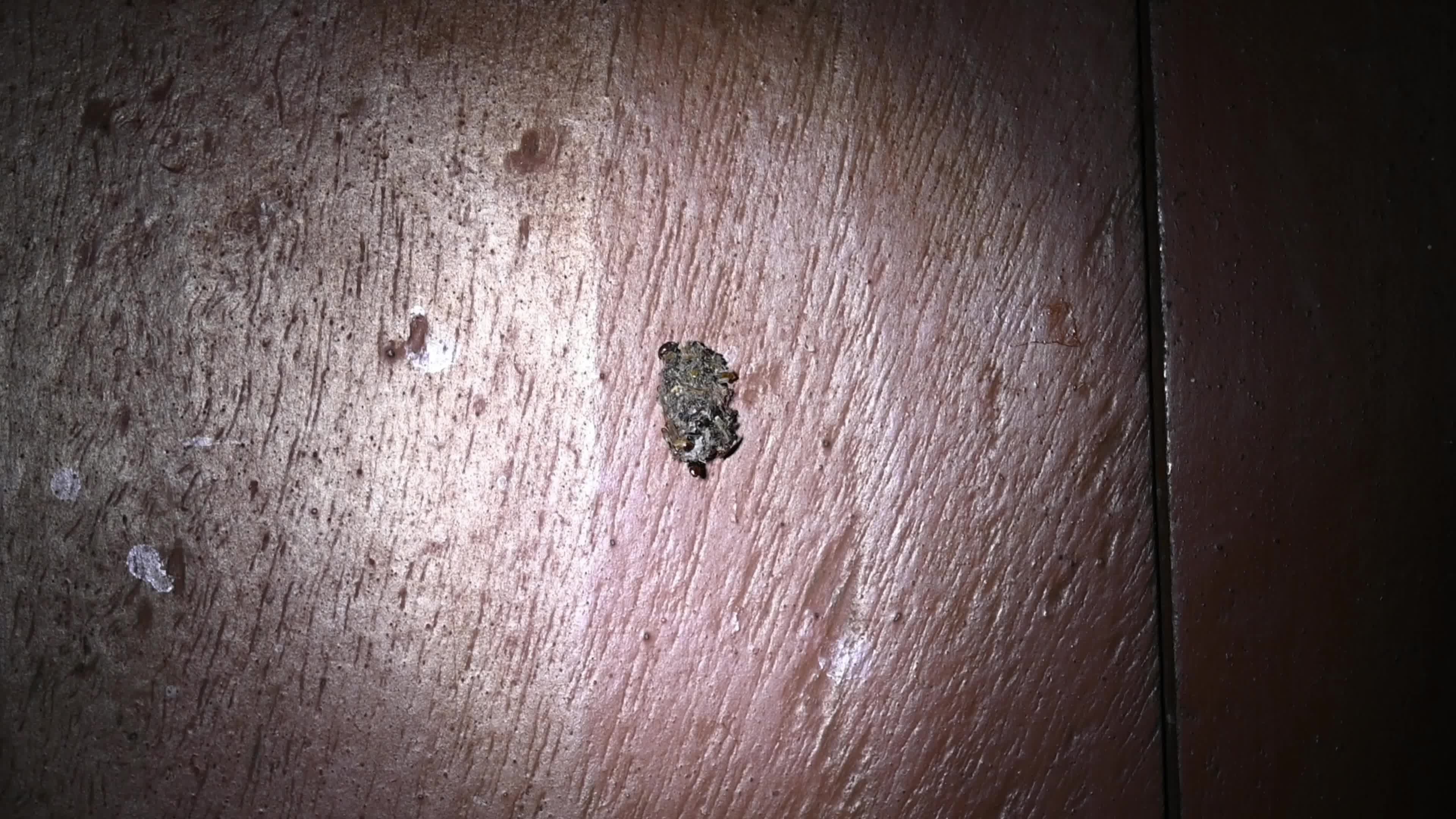 Bagworm moth larva - Psychidae - camouflaged