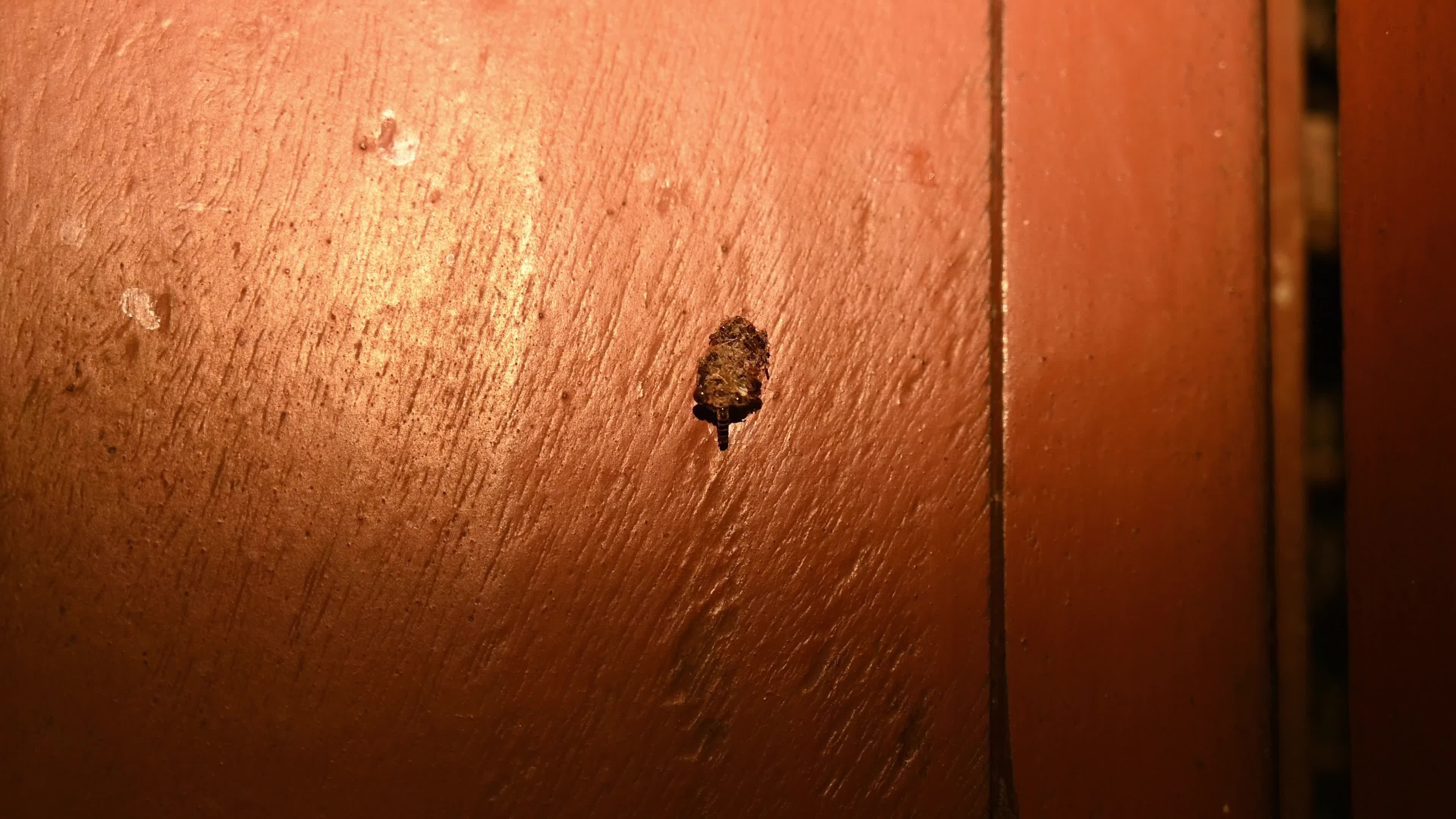 Bagworm moth larva - Psychidae - camouflaged