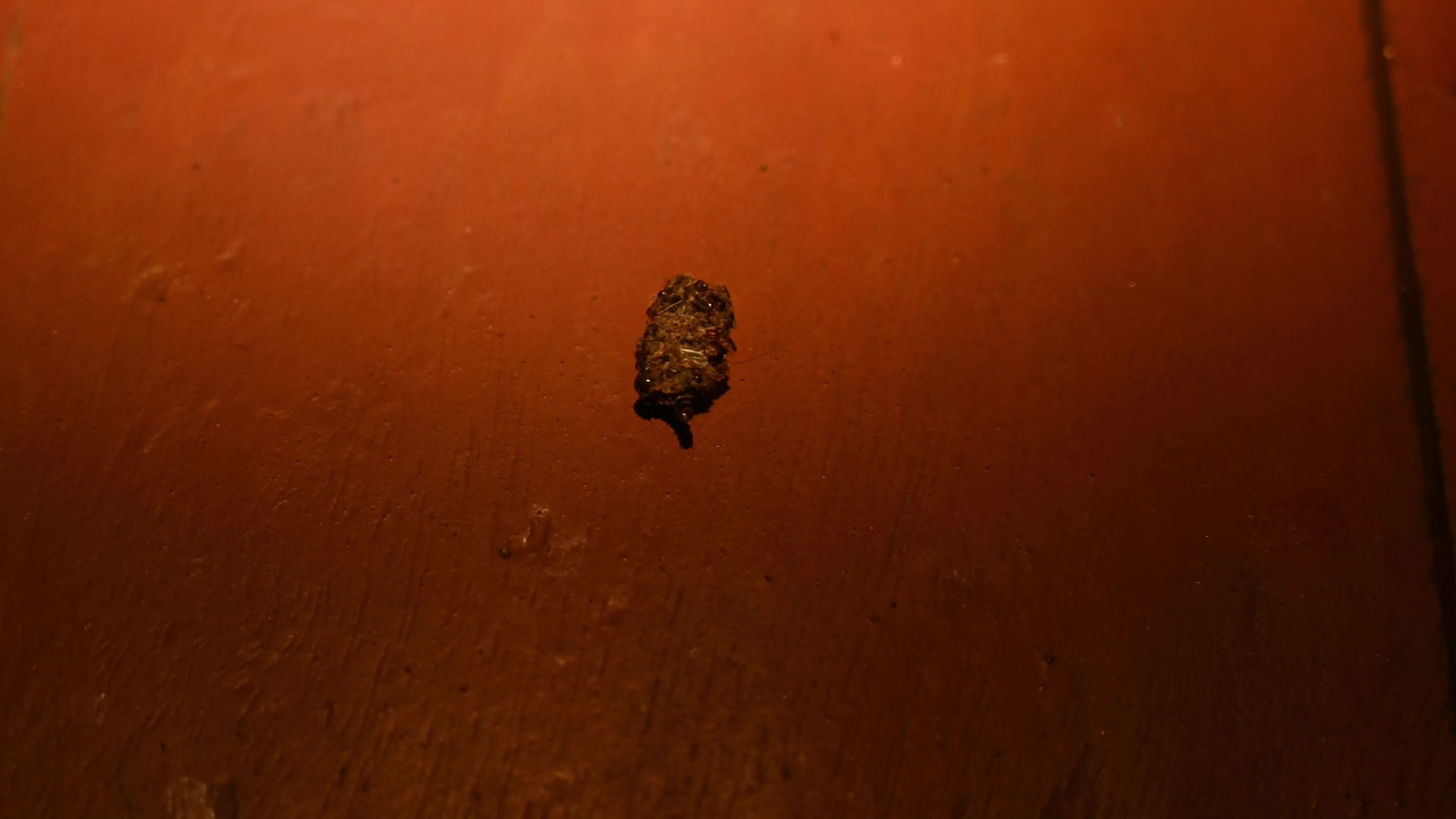 Bagworm moth larva - Psychidae - camouflaged