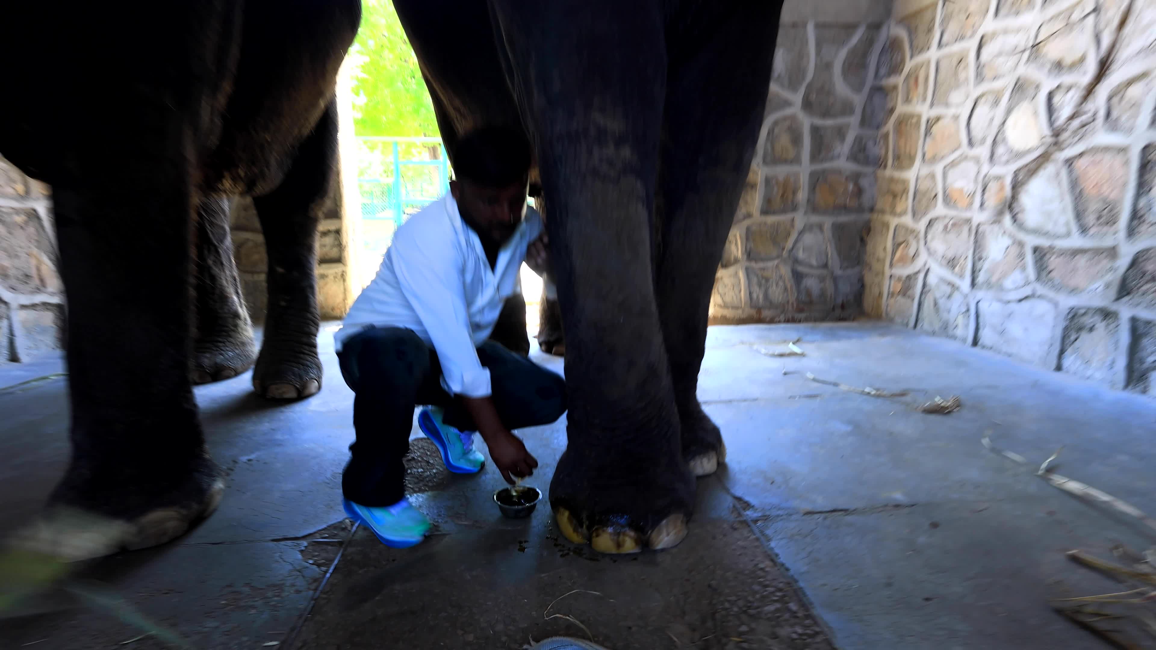 Elephants Receive Special Summer Care Amid Hot and Humid Weather in Rajasthan