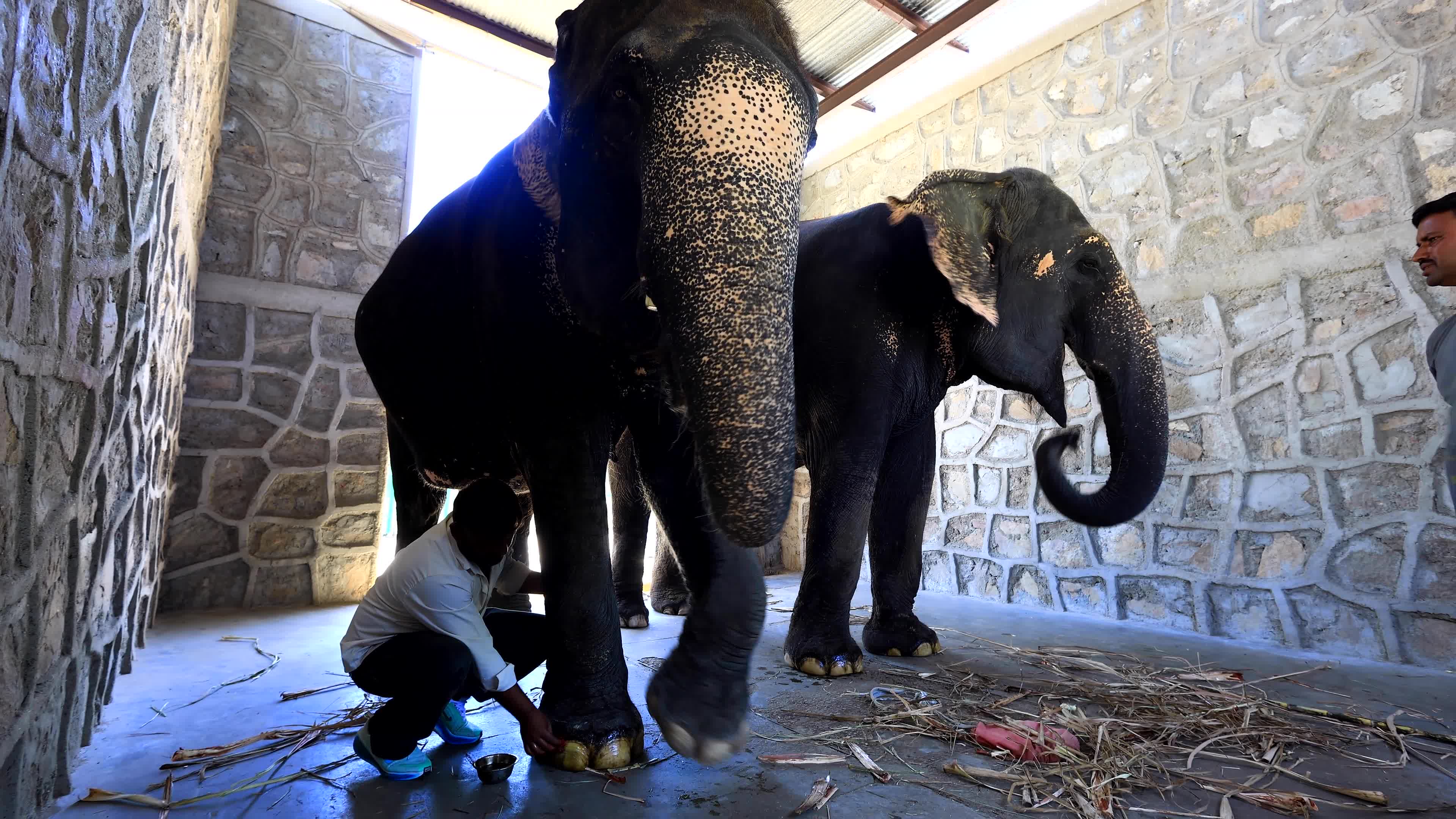 Elephants Receive Special Summer Care Amid Hot and Humid Weather in Rajasthan