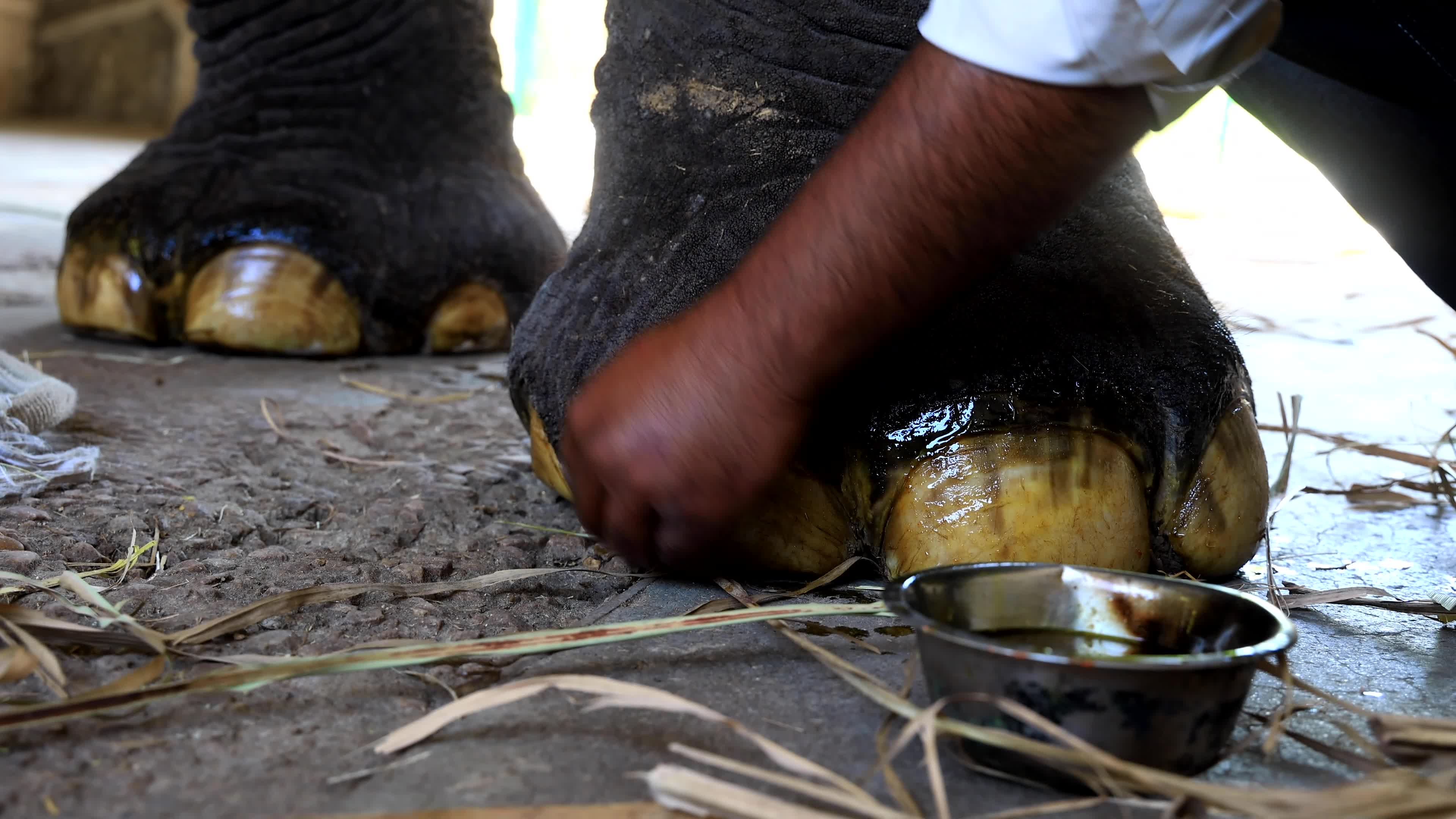 Elephants Receive Special Summer Care Amid Hot and Humid Weather in Rajasthan