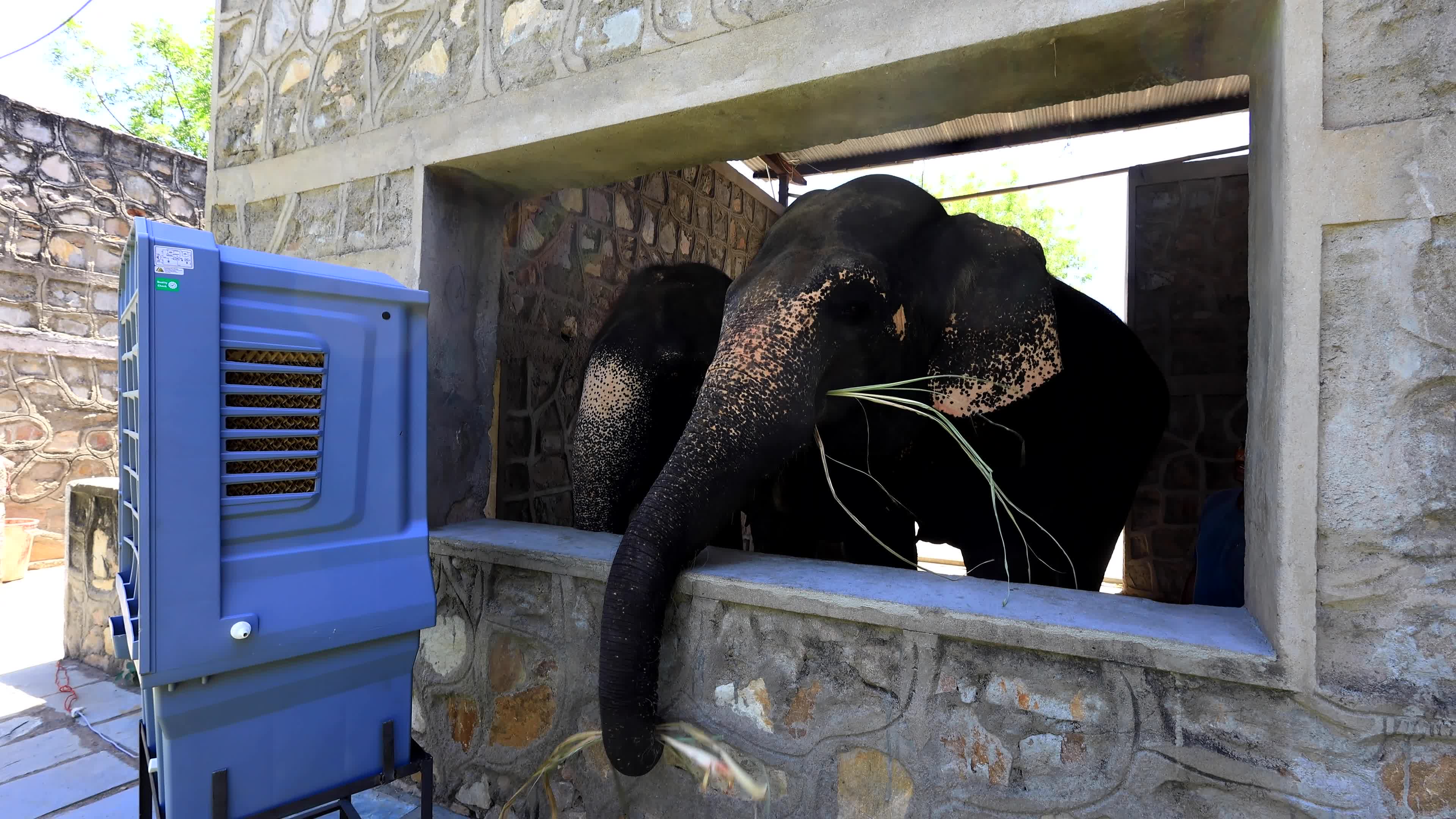 Elephants Receive Special Summer Care Amid Hot and Humid Weather in Rajasthan