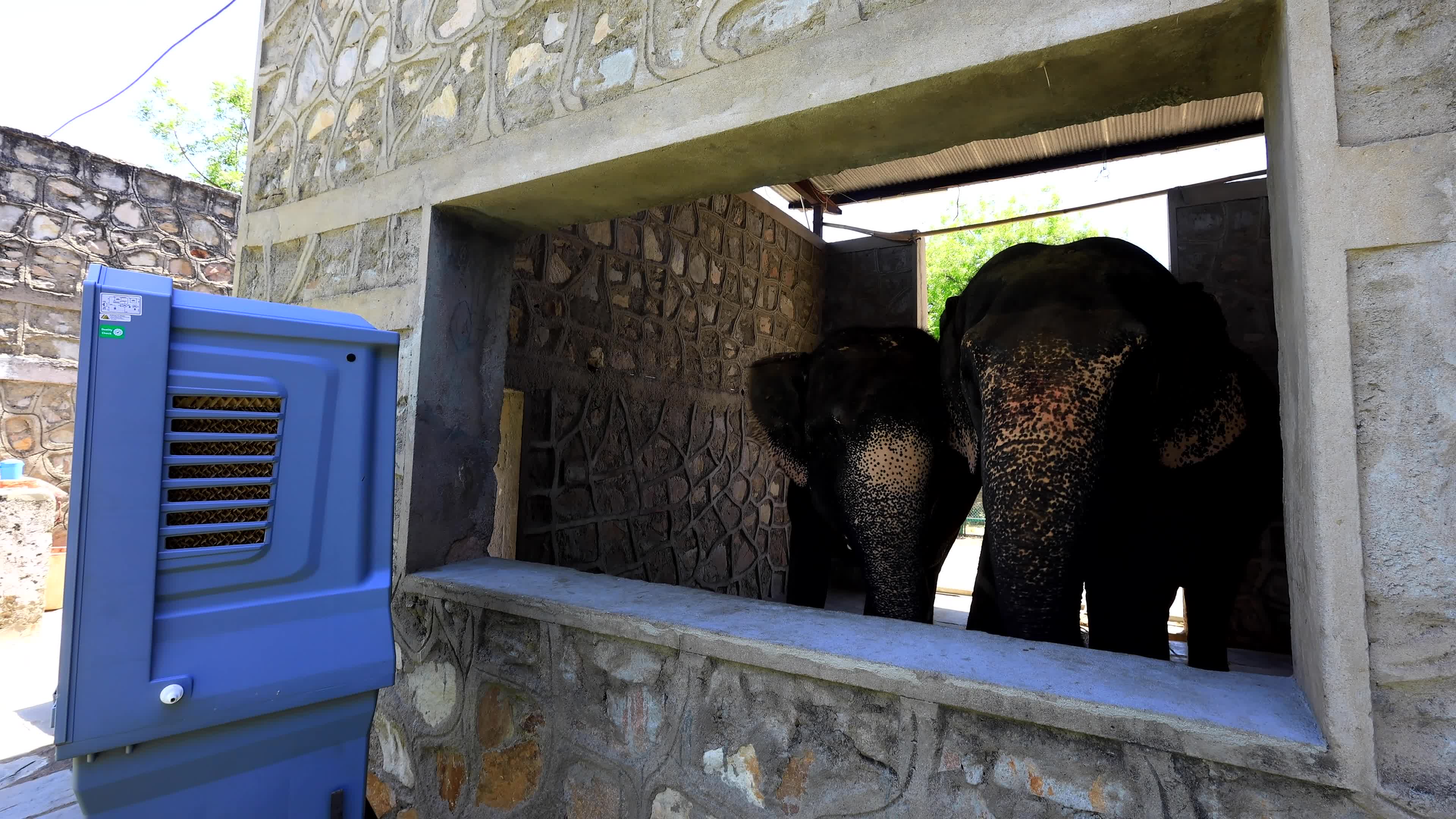 Elephants Receive Special Summer Care Amid Hot and Humid Weather in Rajasthan