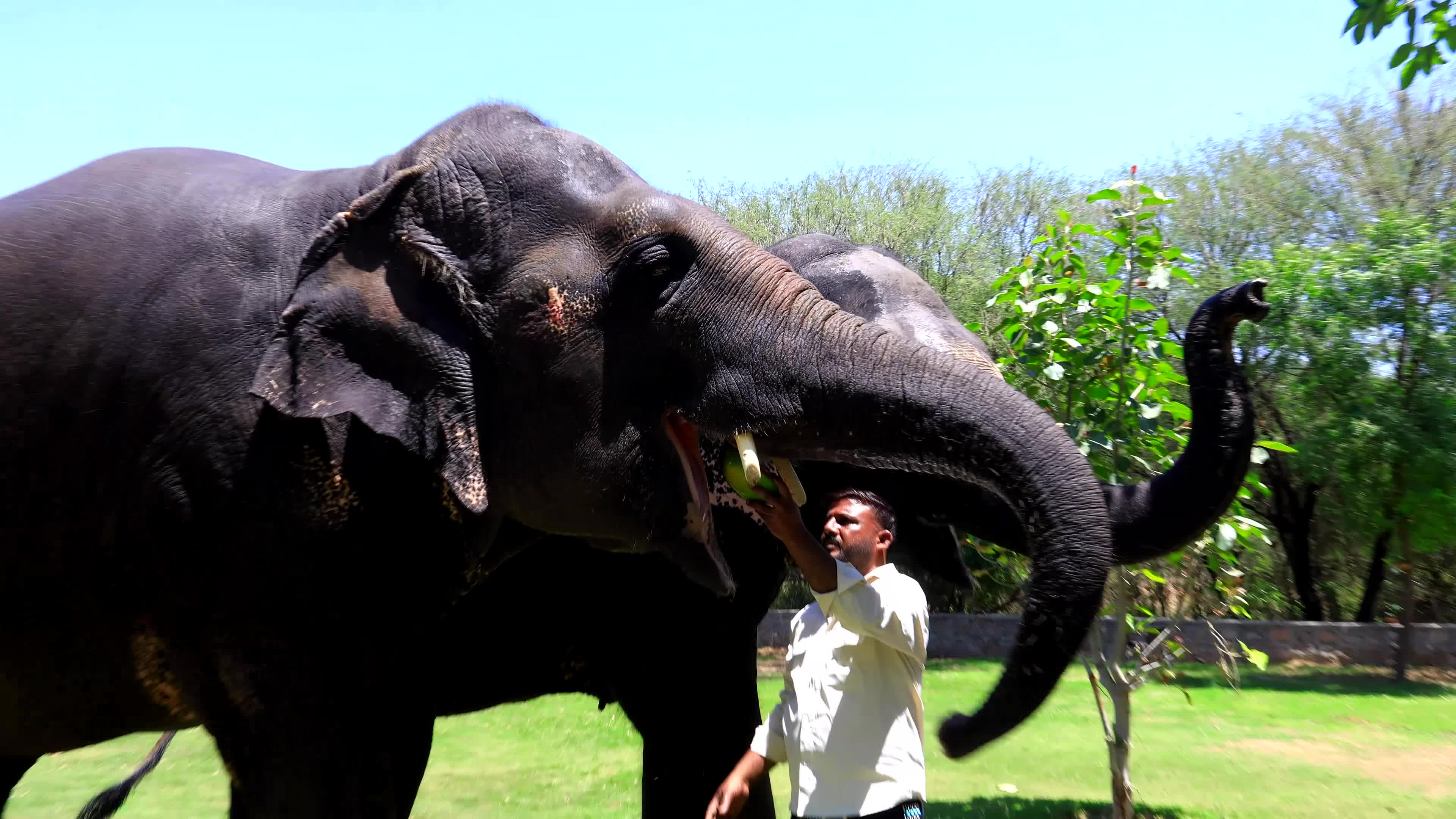 Elephants Receive Special Summer Care Amid Hot and Humid Weather in Rajasthan