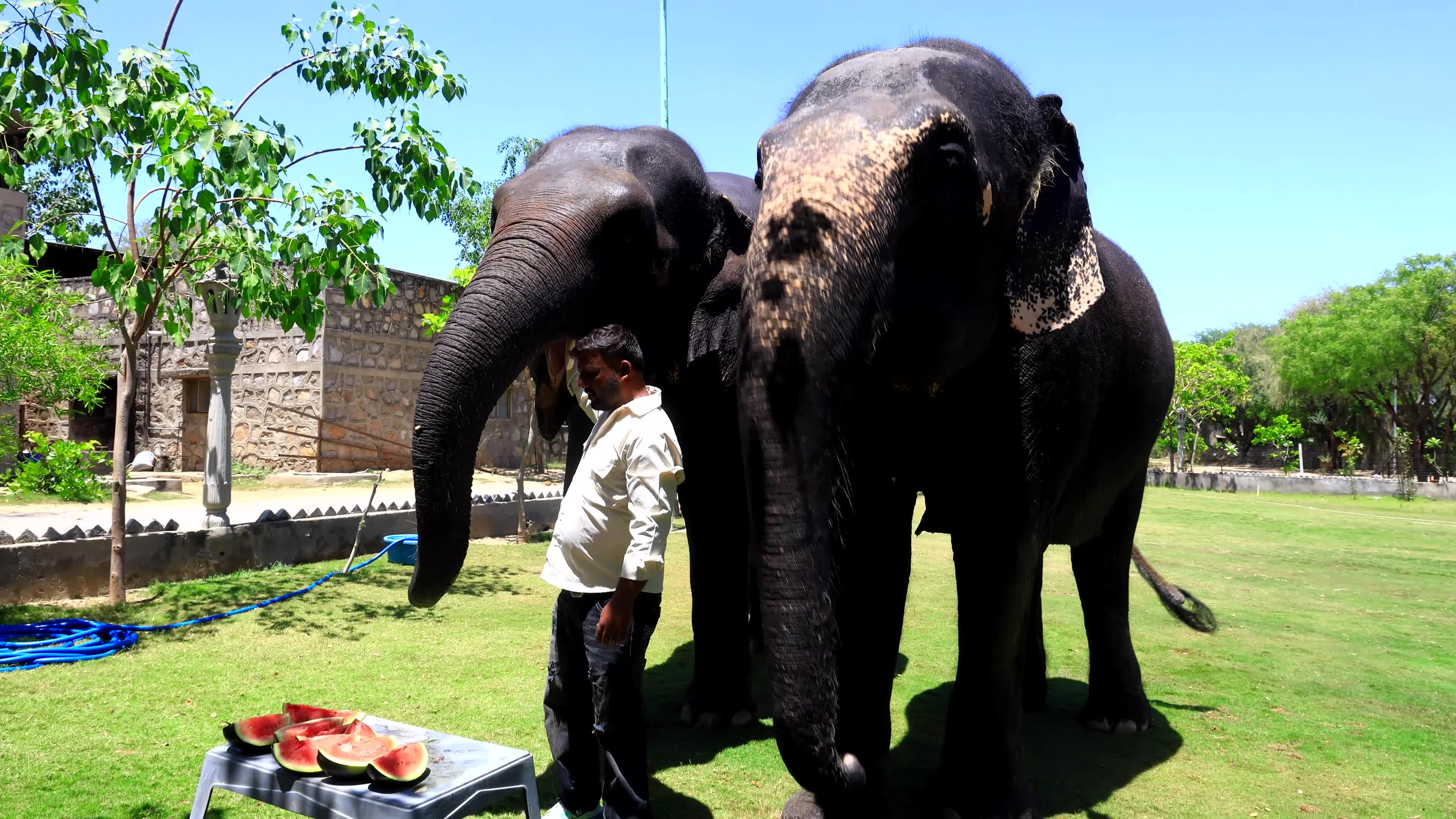 Elephants Receive Special Summer Care Amid Hot and Humid Weather in Rajasthan