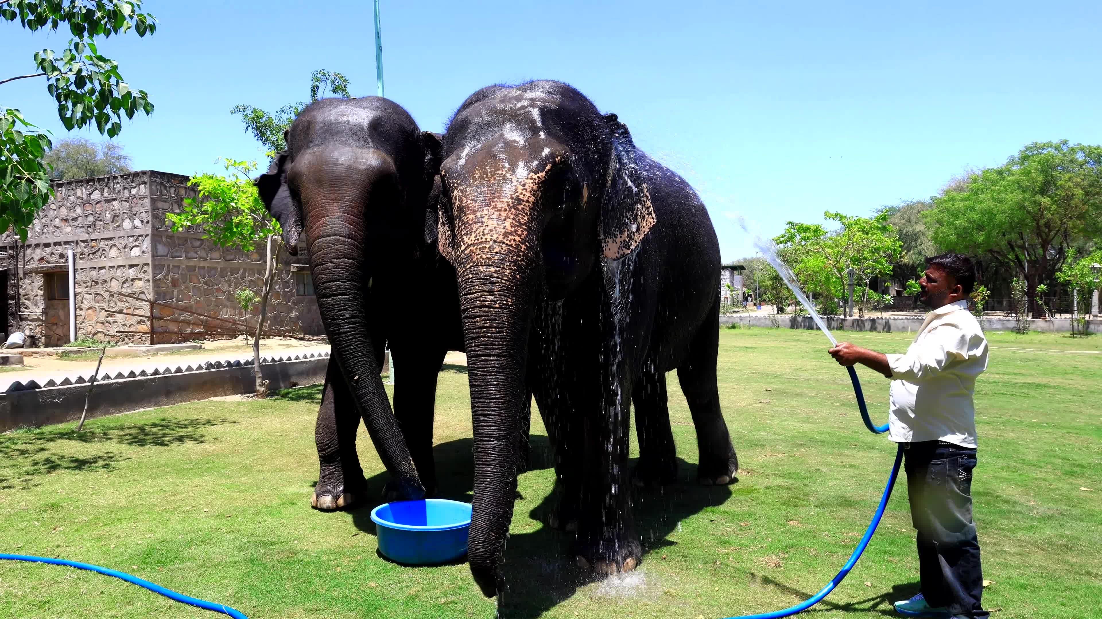 Elephants Receive Special Summer Care Amid Hot and Humid Weather in Rajasthan