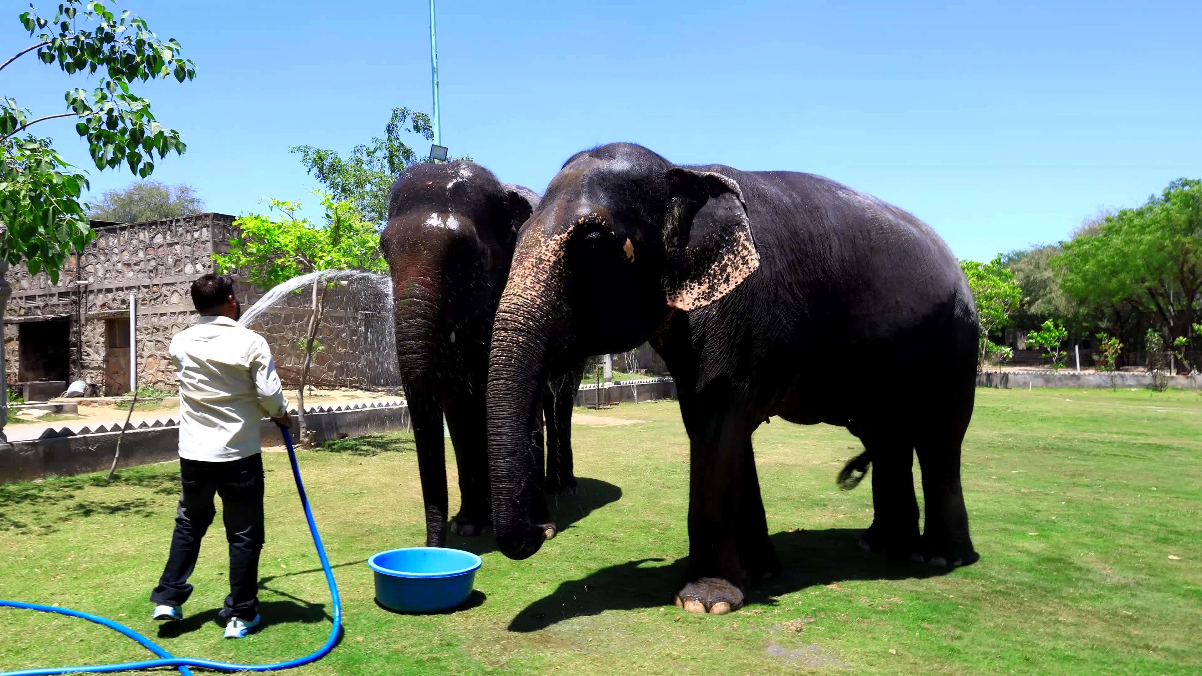 Elephants Receive Special Summer Care Amid Hot and Humid Weather in Rajasthan