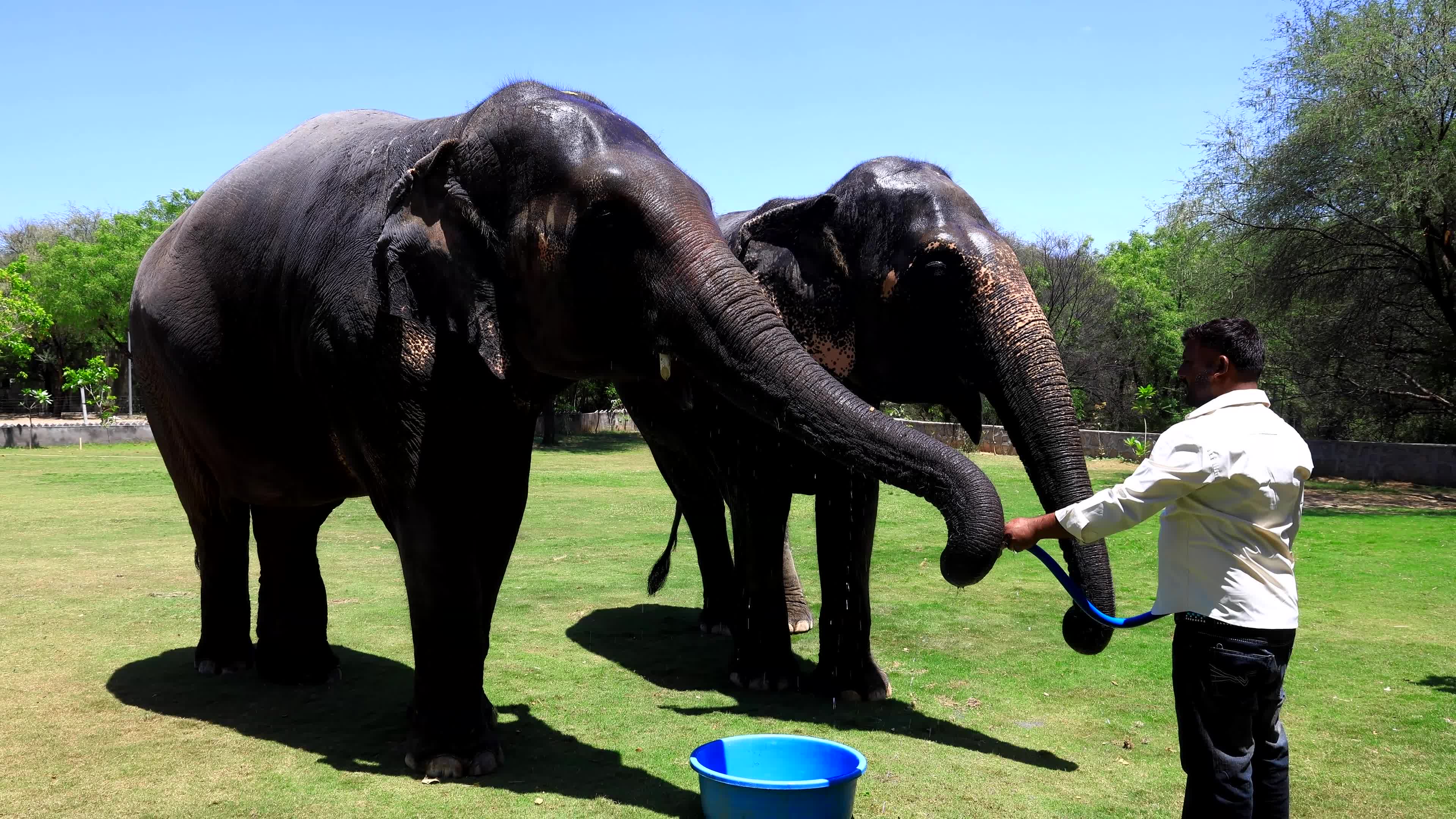 Elephants Receive Special Summer Care Amid Hot and Humid Weather in Rajasthan