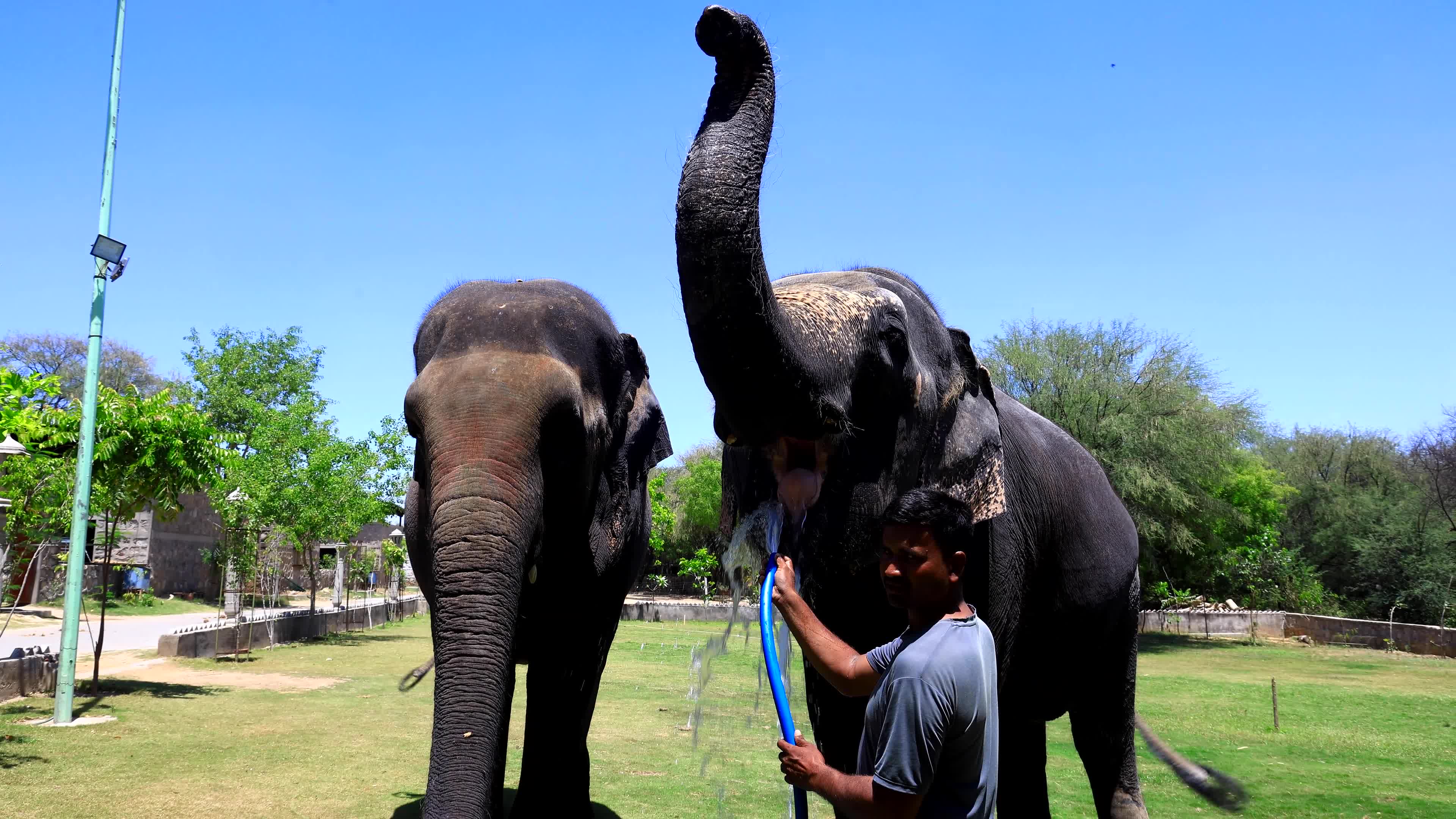 Elephants Receive Special Summer Care Amid Hot and Humid Weather in Rajasthan