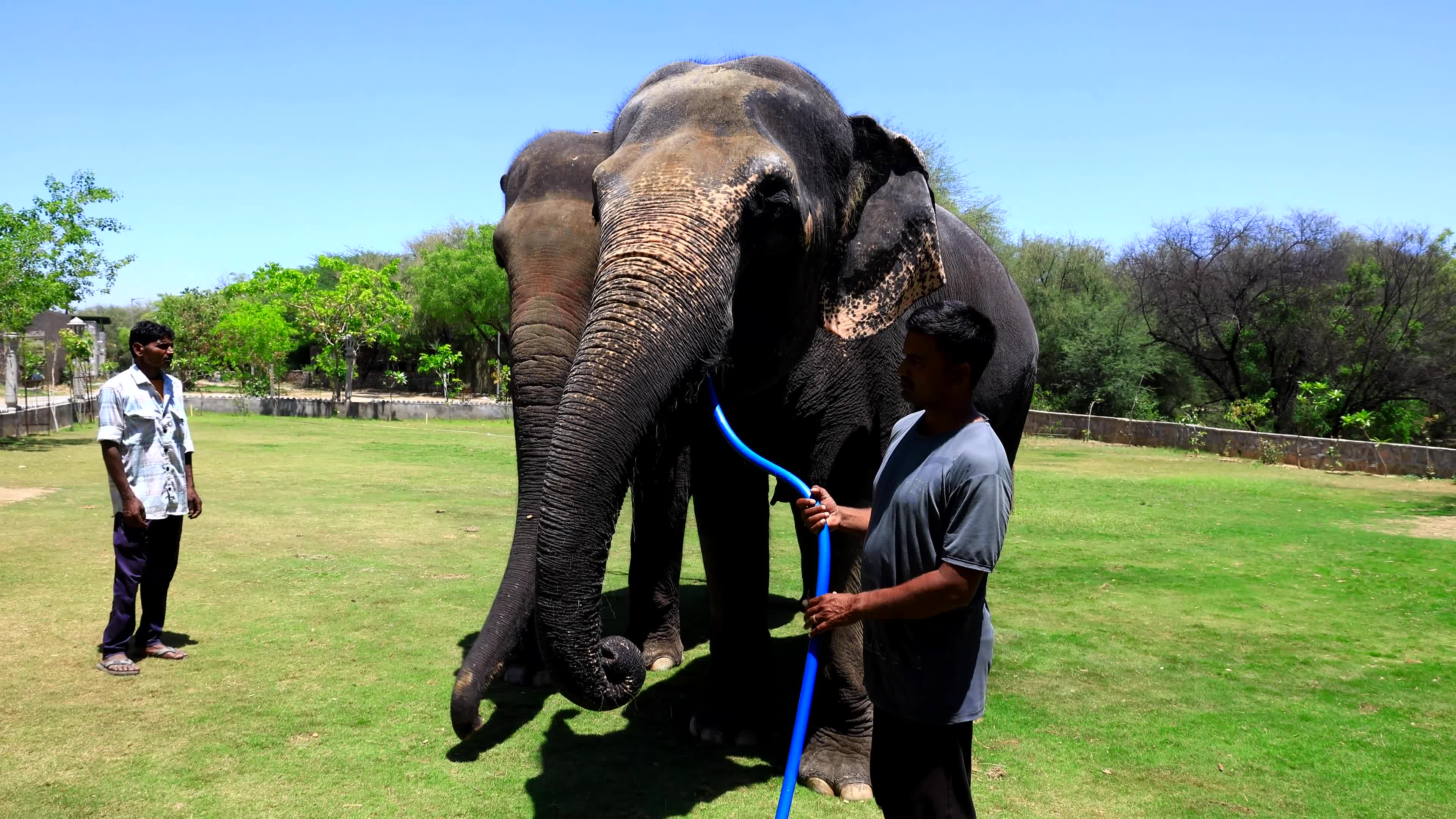 Elephants Receive Special Summer Care Amid Hot and Humid Weather in Rajasthan