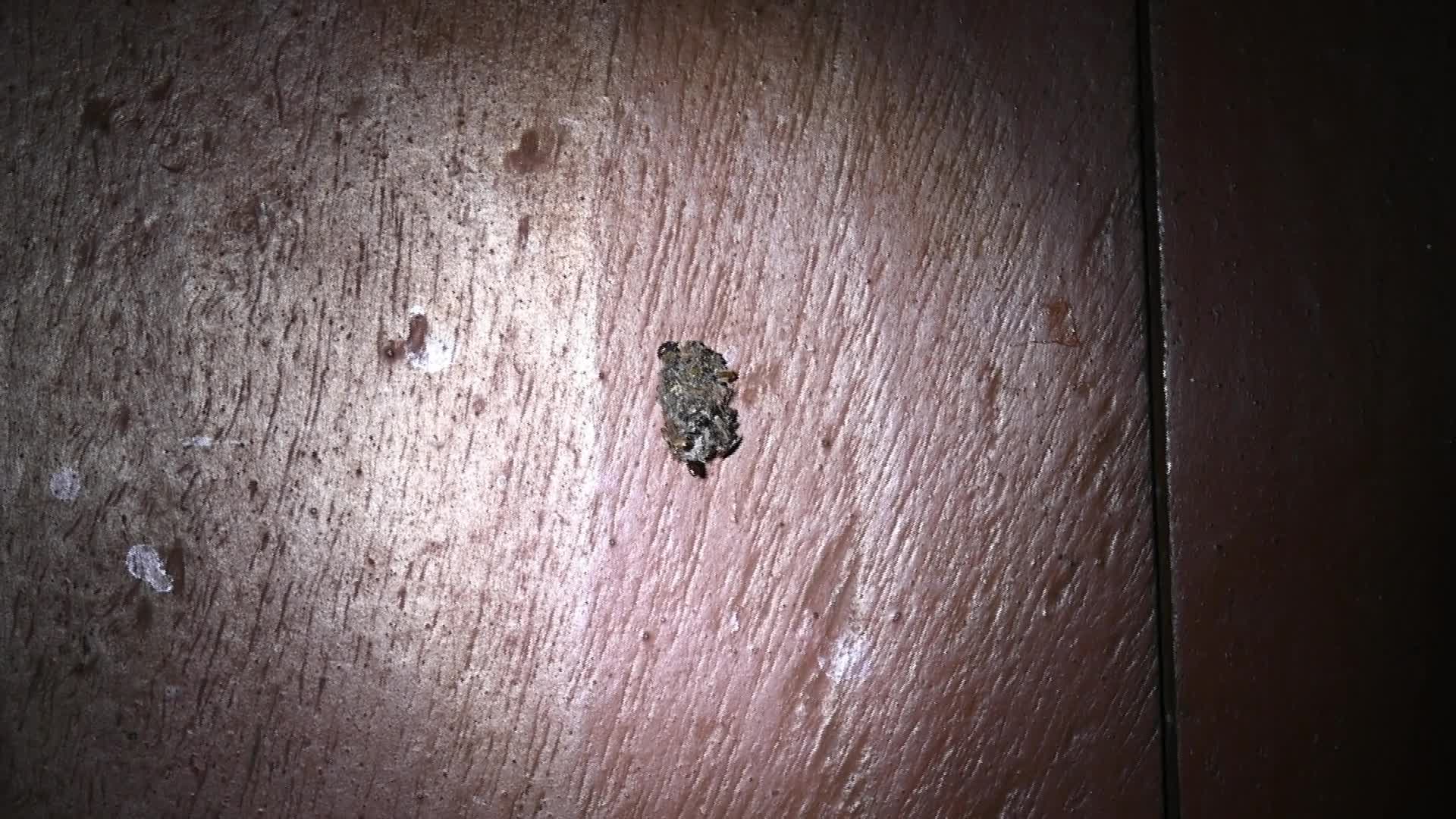 Bagworm moth larva - Psychidae - camouflaged - 06/28/2026