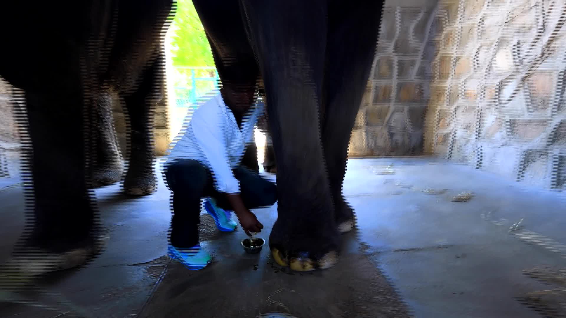Elephants Receive Special Summer Care Amid Hot and Humid Weather in Rajasthan - 07/02/2026