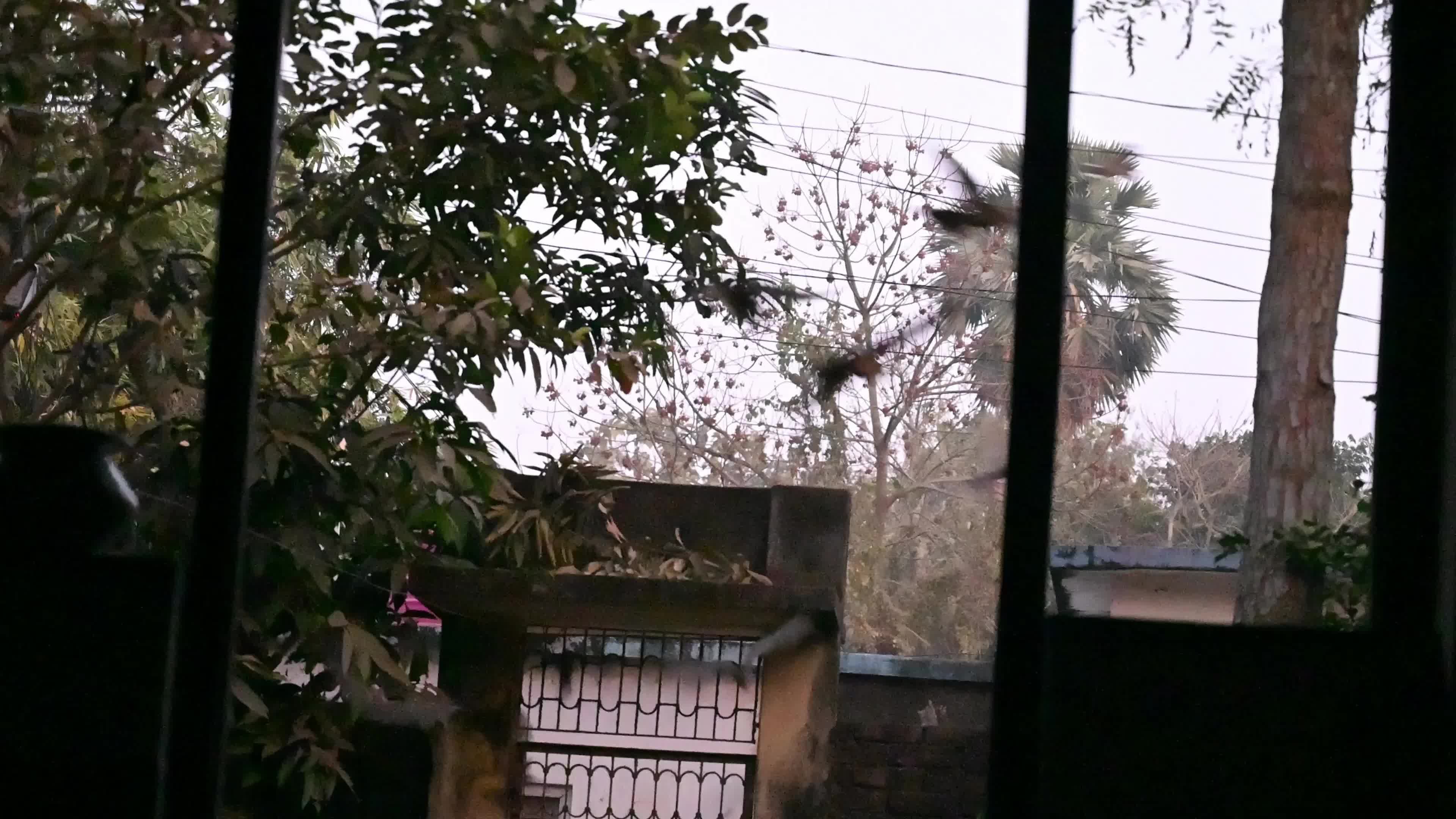 Megadermatidae - False Vampire Bats - Winged Termites - Animal India