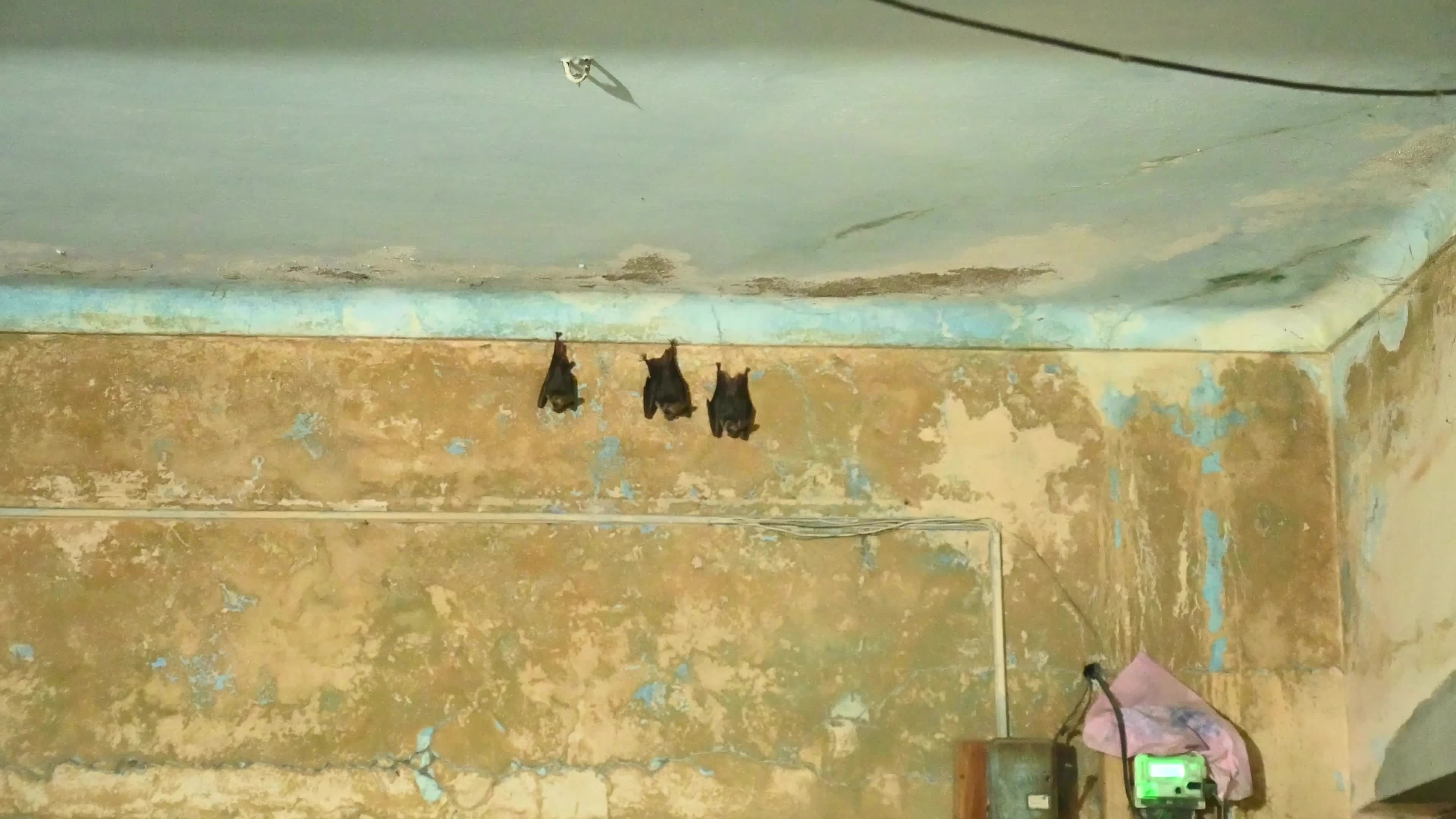 Megadermatidae - False Vampire Bats - Winged Termites - Animal India
