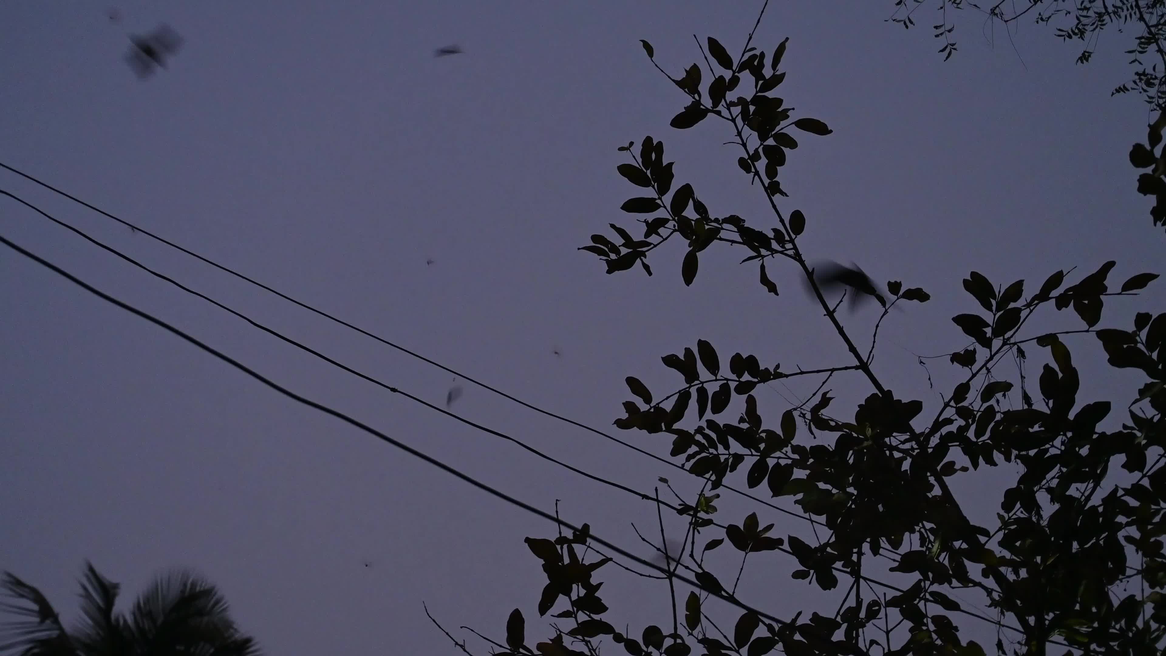Megadermatidae - False Vampire Bats - Winged Termites - Animal India