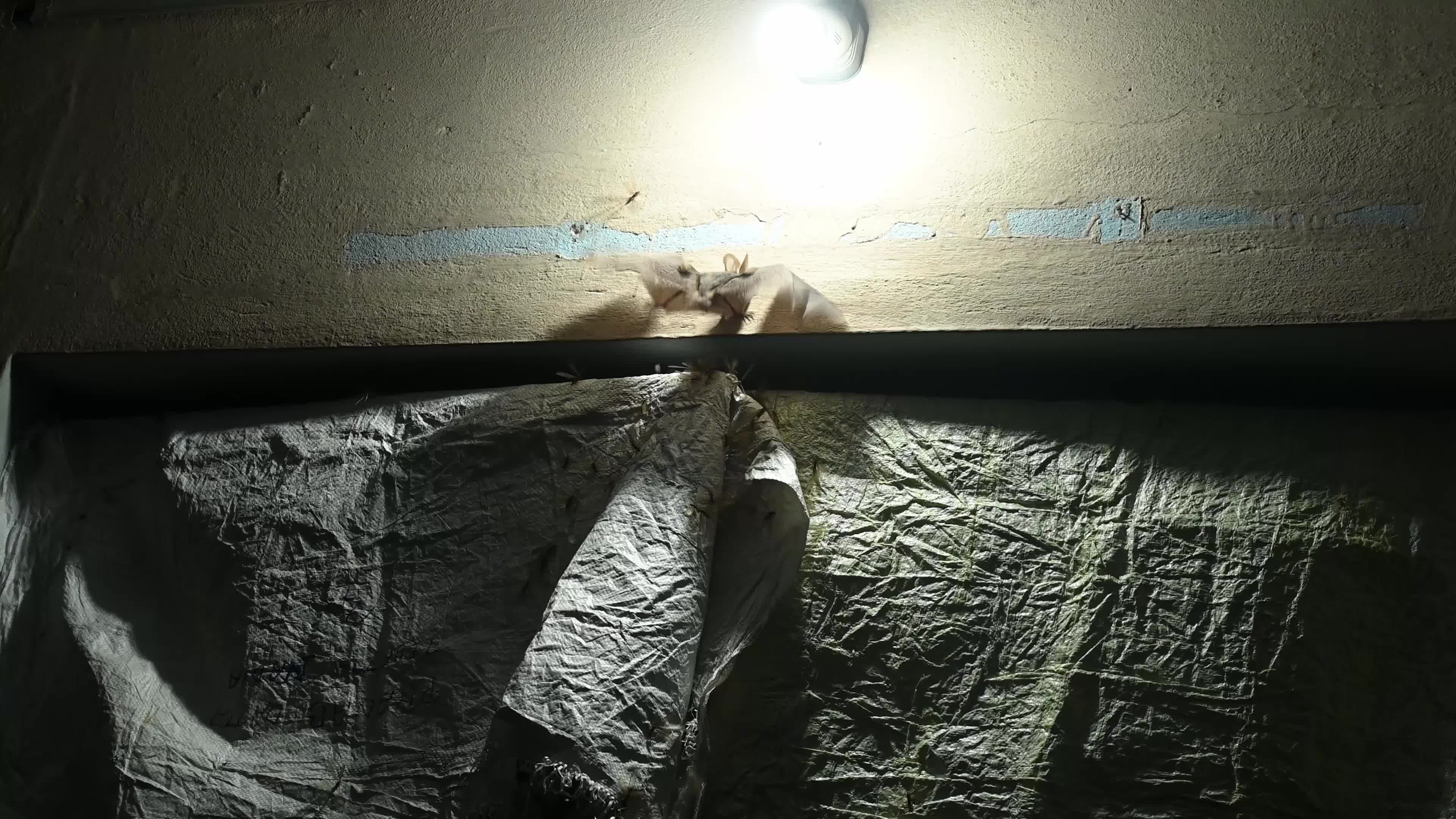 Megadermatidae - False Vampire Bats - Winged Termites - Animal India