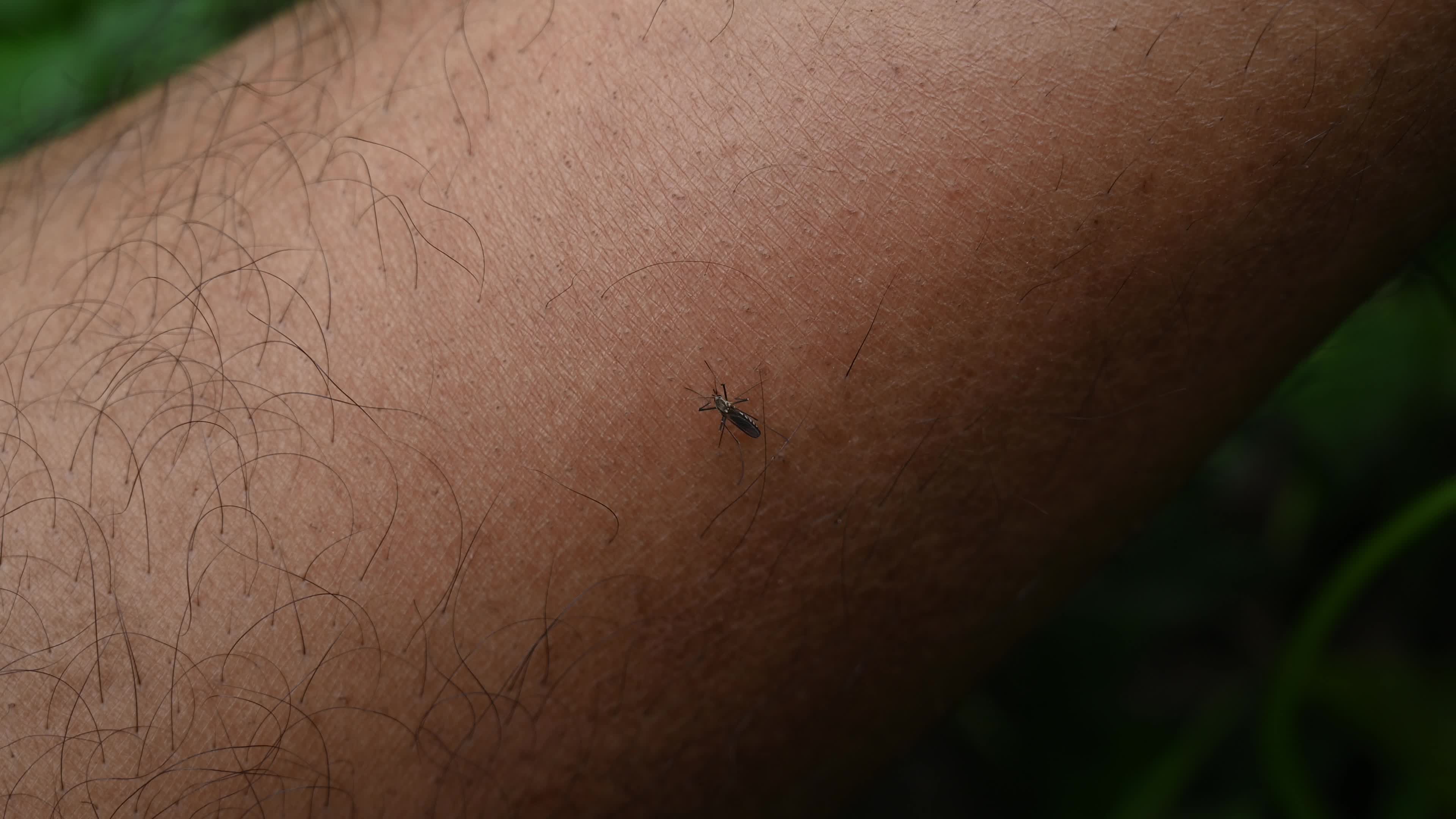 Aedes Aegypti Mosquito - Mosquito bites - Deadly Disease Vector - Animal India