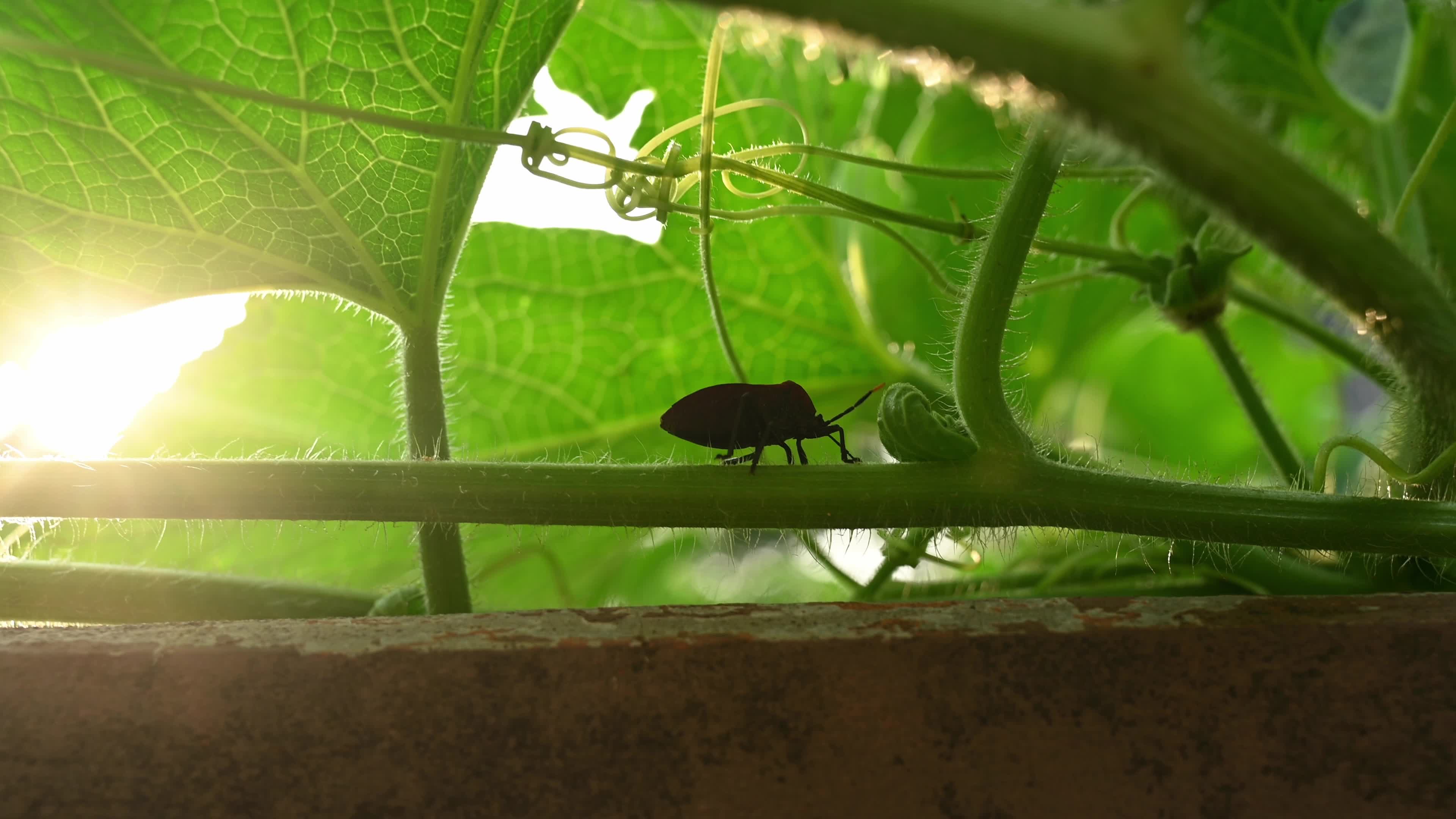 Watermelon Bug lays eggs on the wax gourd plant - Coridius chinensis