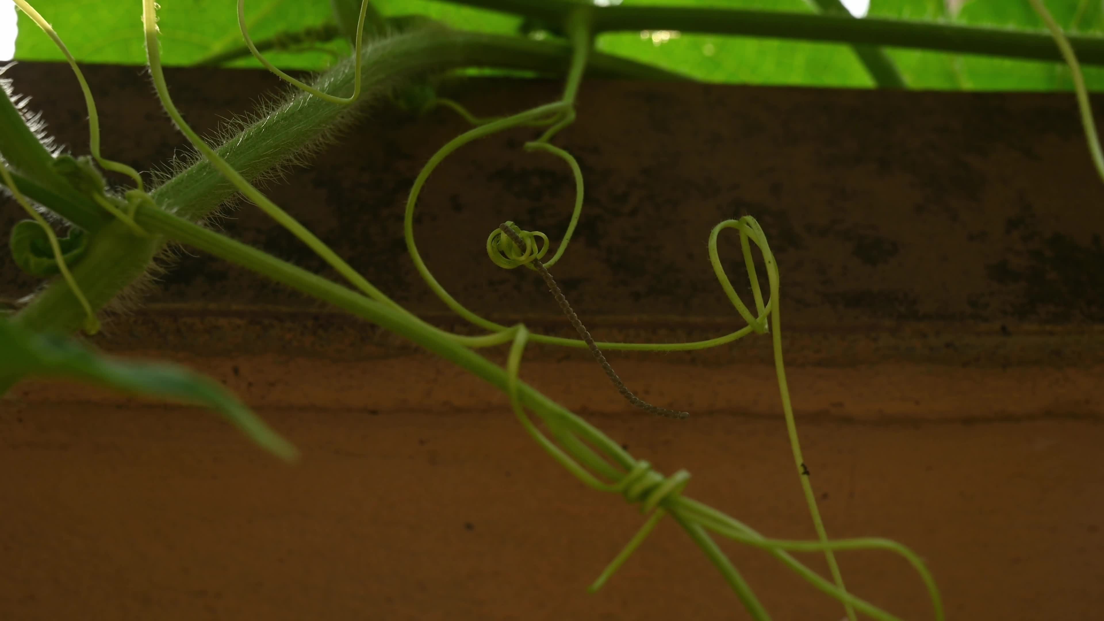 Watermelon Bug lays eggs on the wax gourd plant - Coridius chinensis
