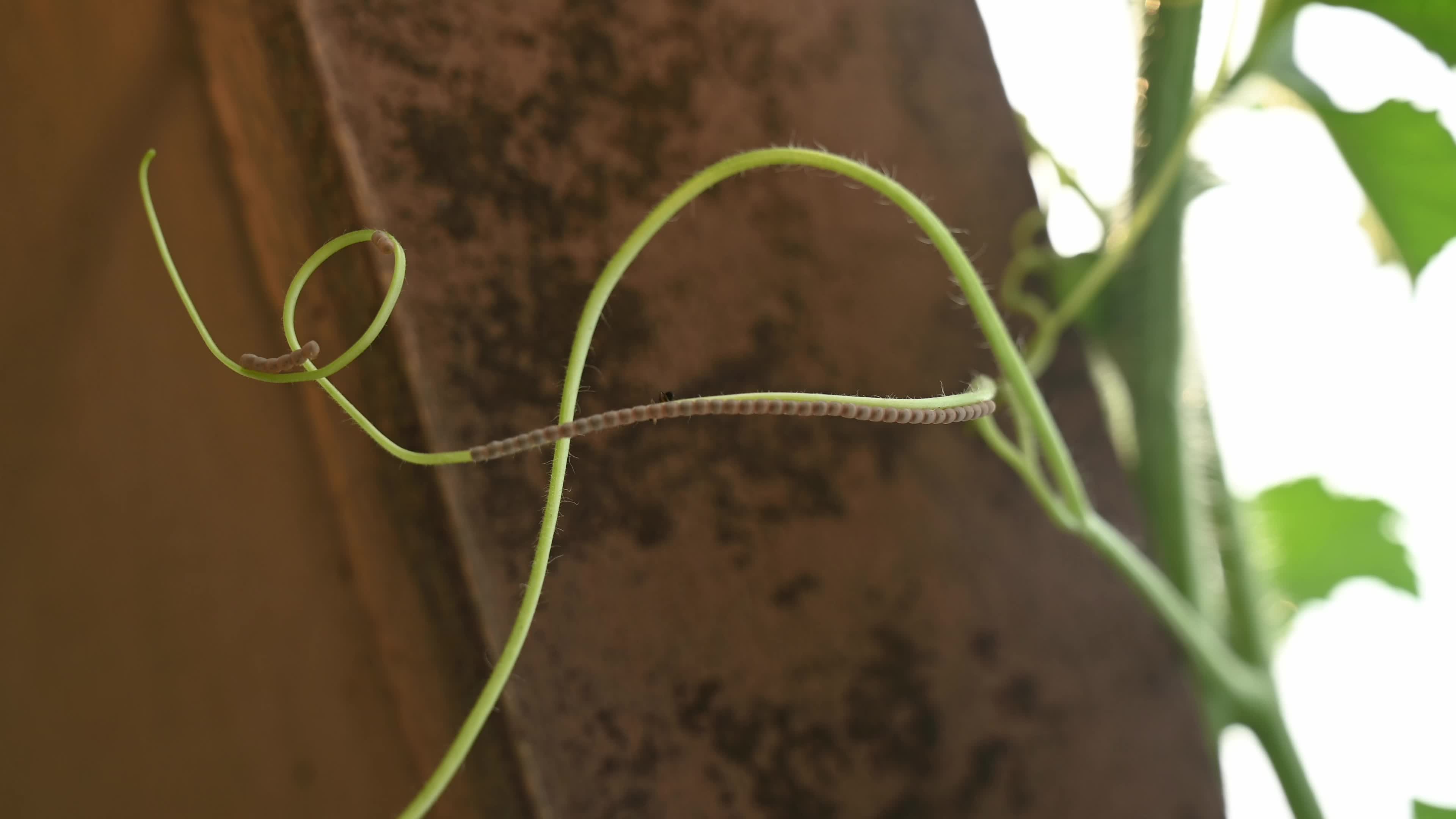 Watermelon Bug lays eggs on the wax gourd plant - Coridius chinensis