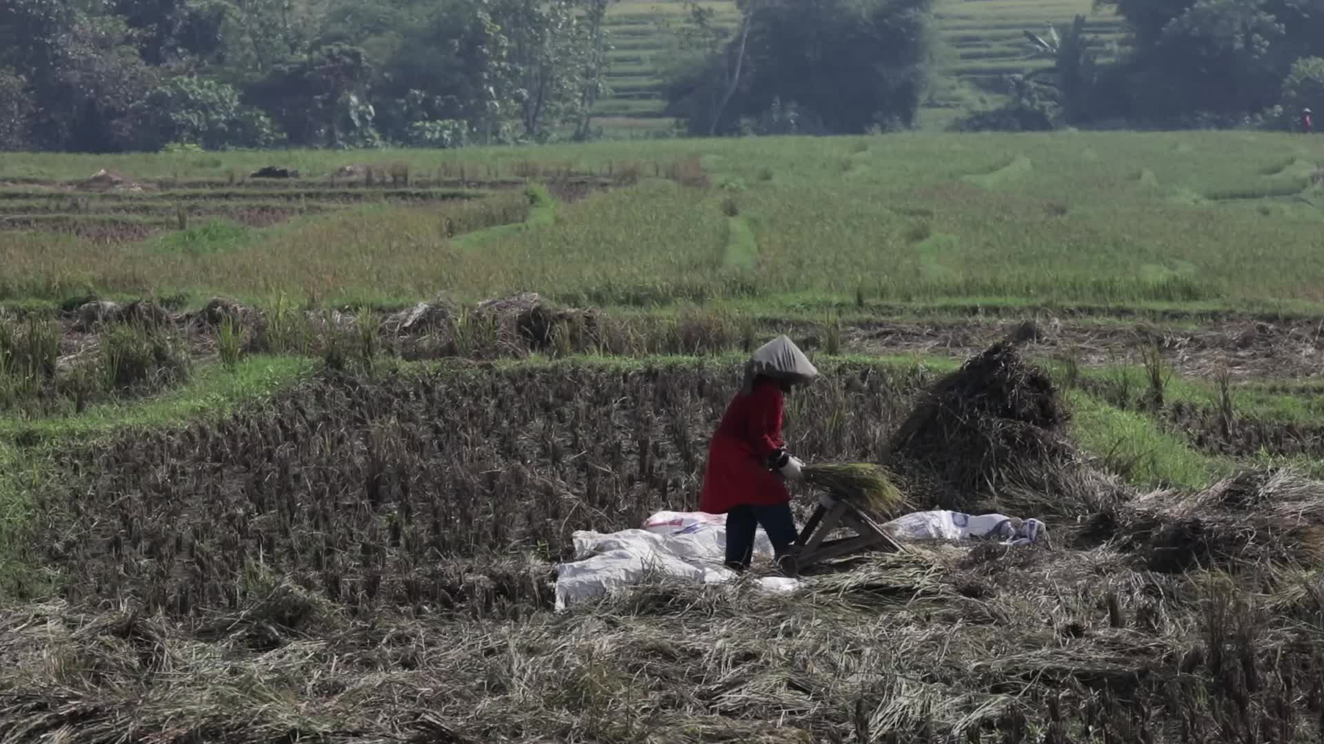 Hard Harvest Amid Dry Spells