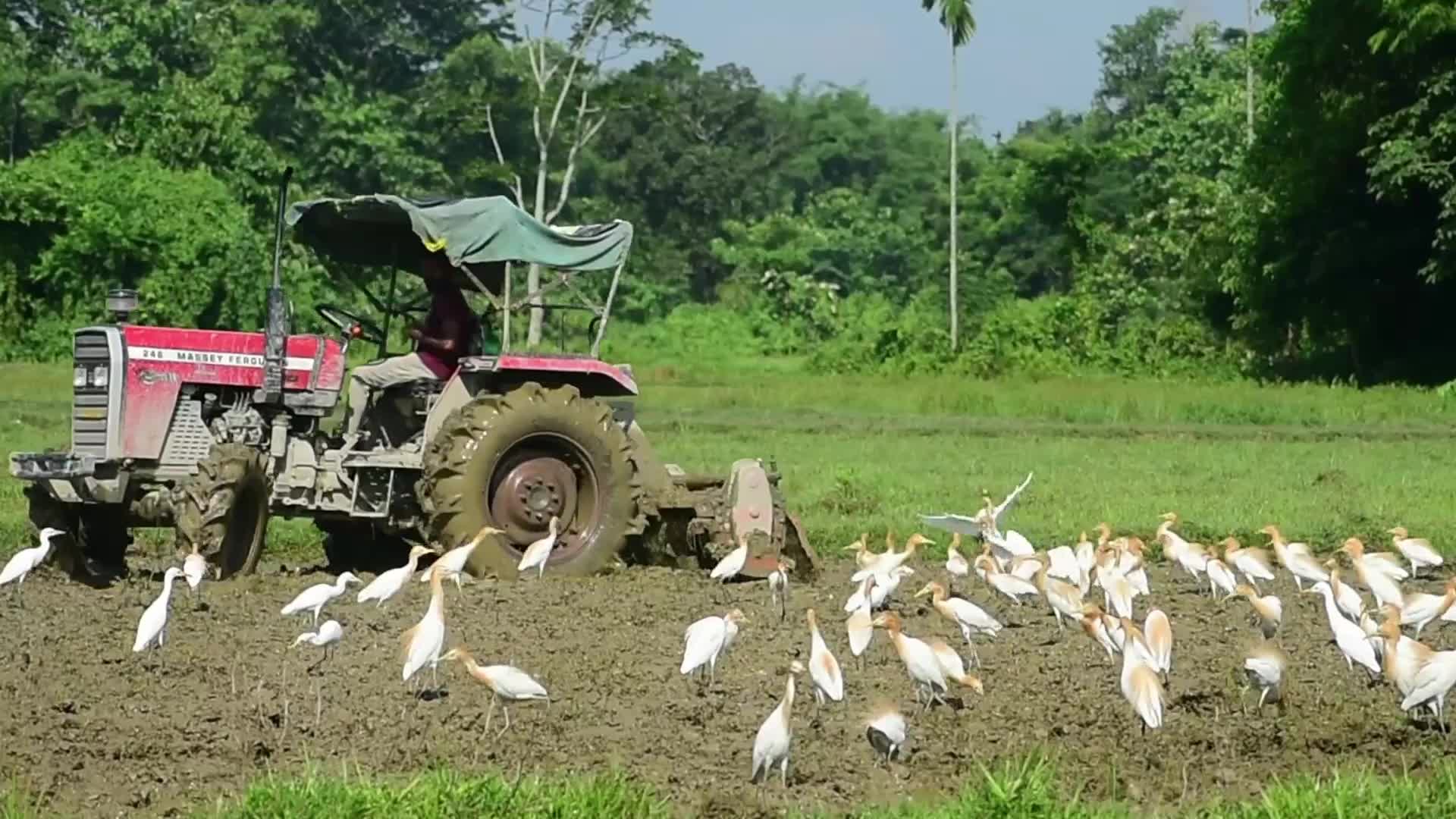 Egrets in India