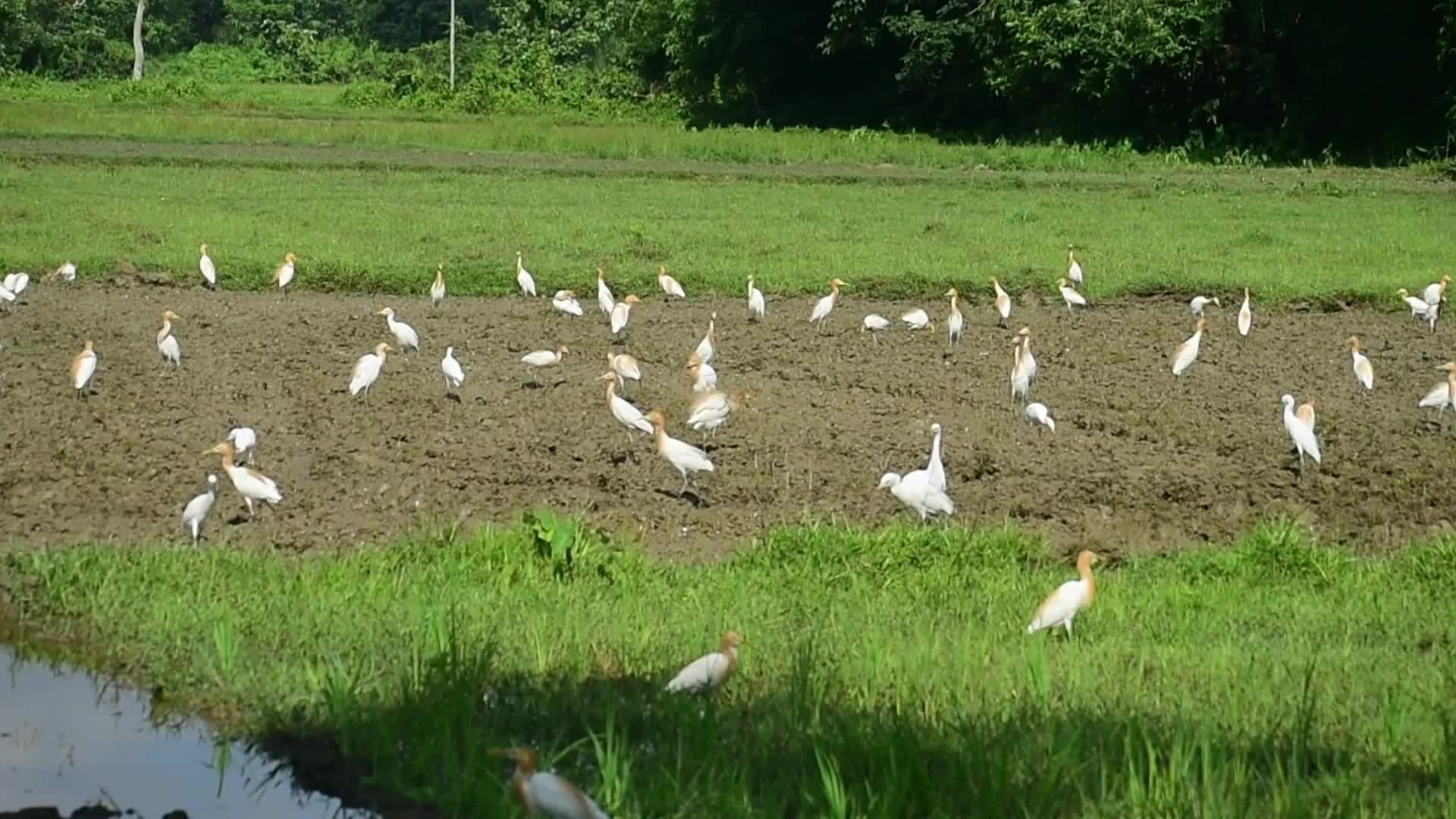 Egrets in India