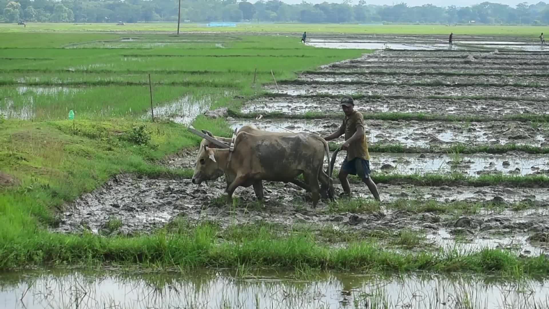 Paddy cultivation in India