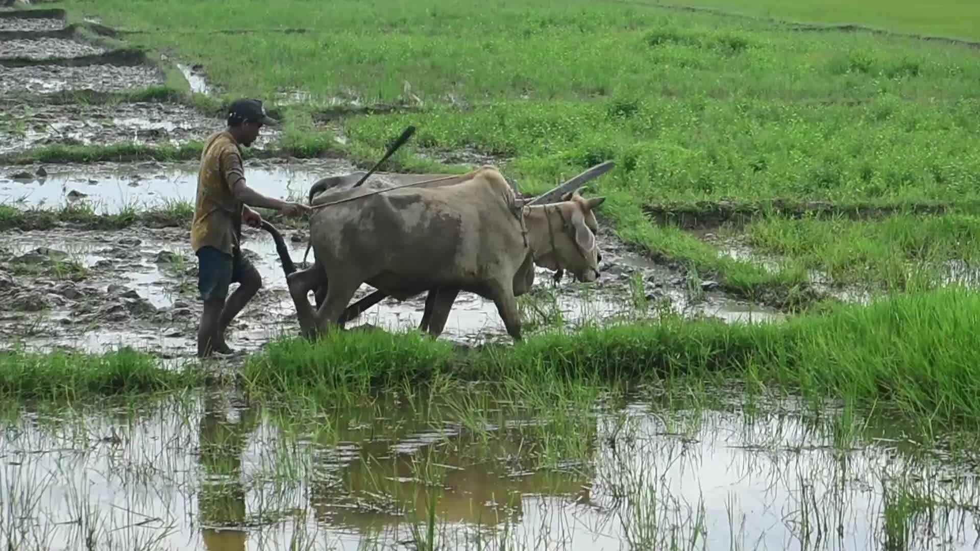 Paddy cultivation in India
