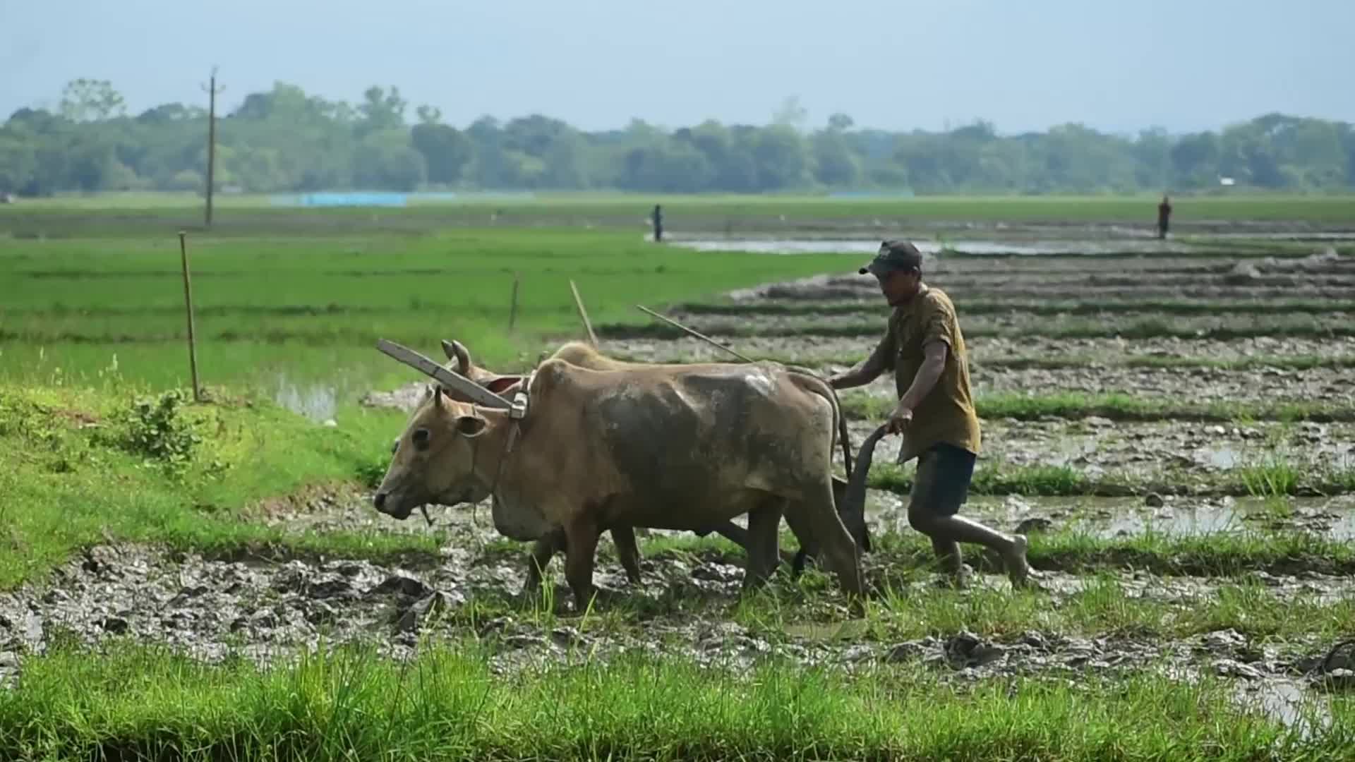 Paddy cultivation in India