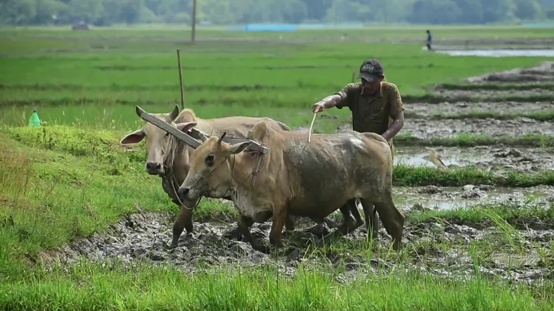 Paddy cultivation in India
