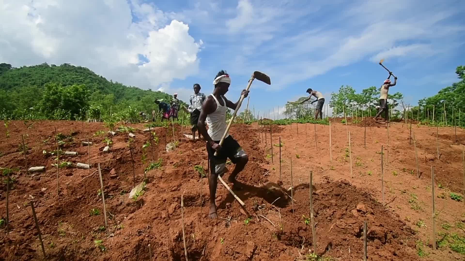 Tea sapling planting in India