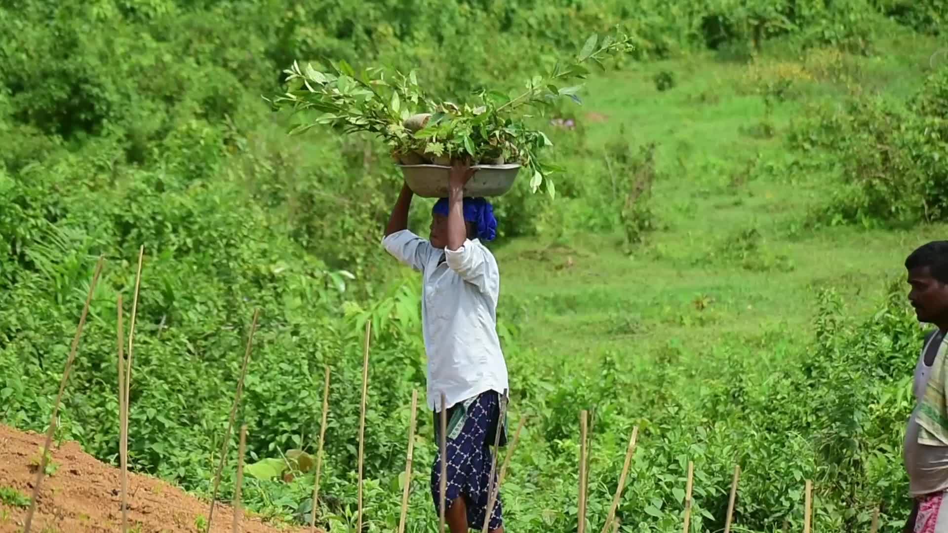 Tea sapling planting in India