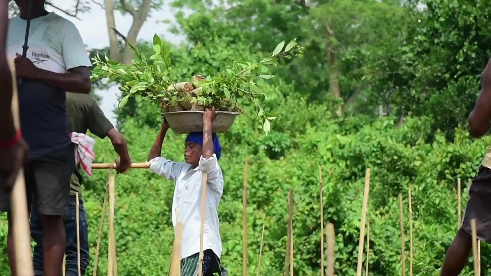 Tea sapling planting in India