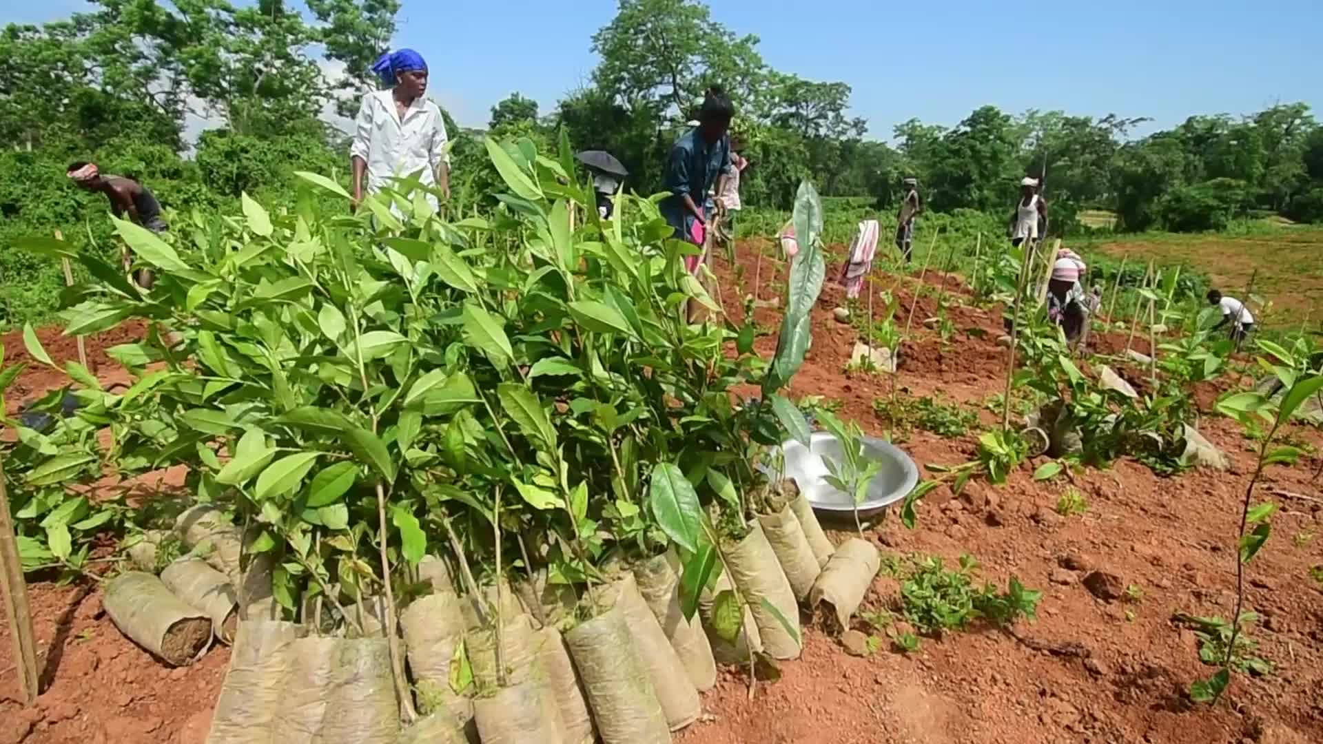 Tea sapling planting in India
