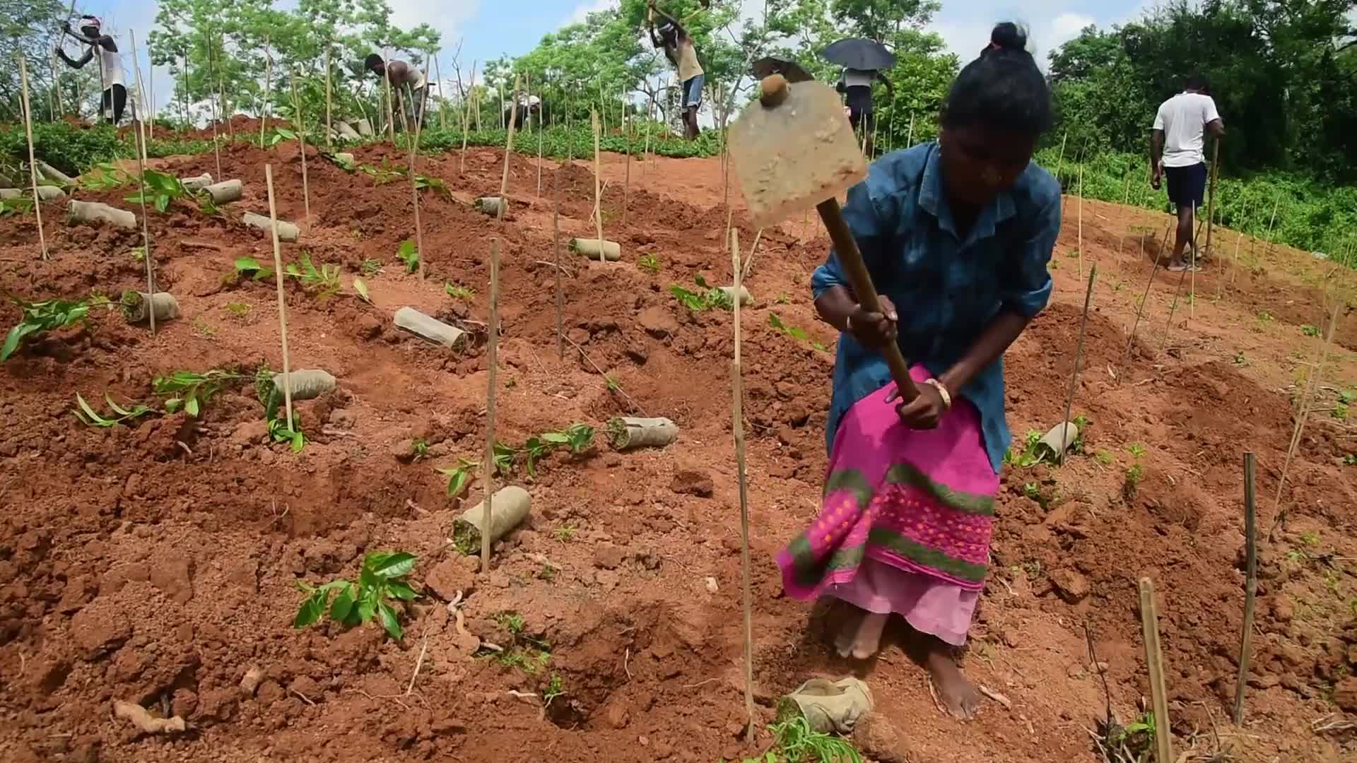 Tea sapling planting in India