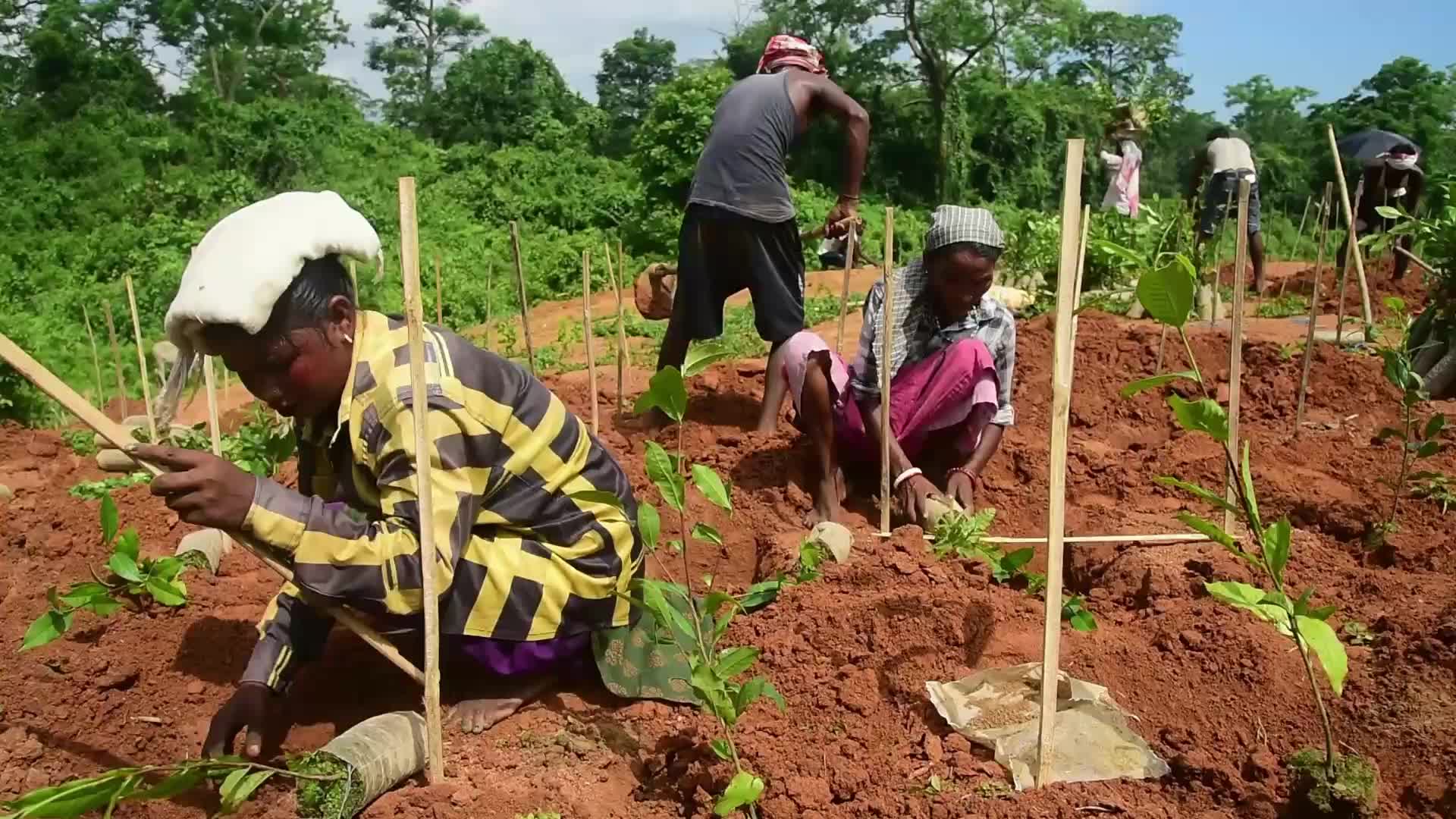 Tea sapling planting in India