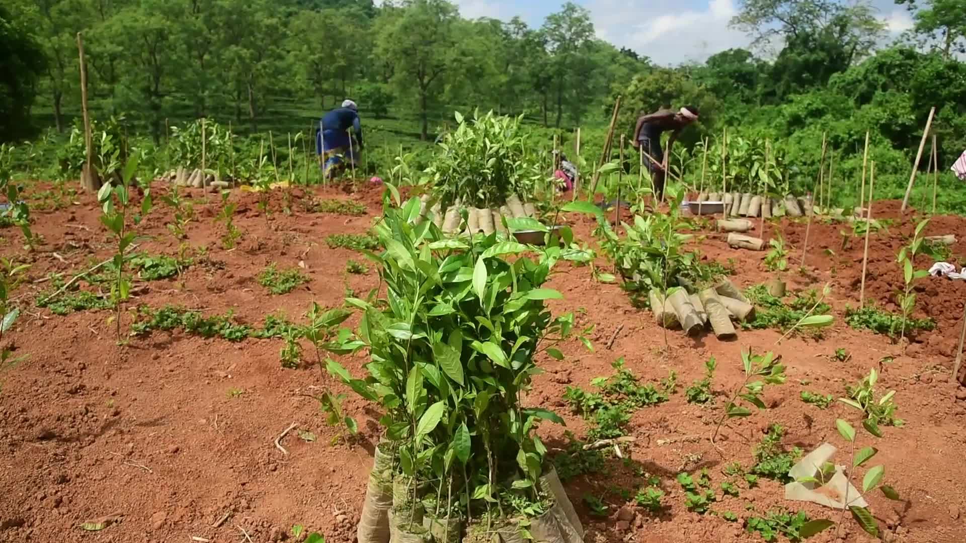 Tea sapling planting in India