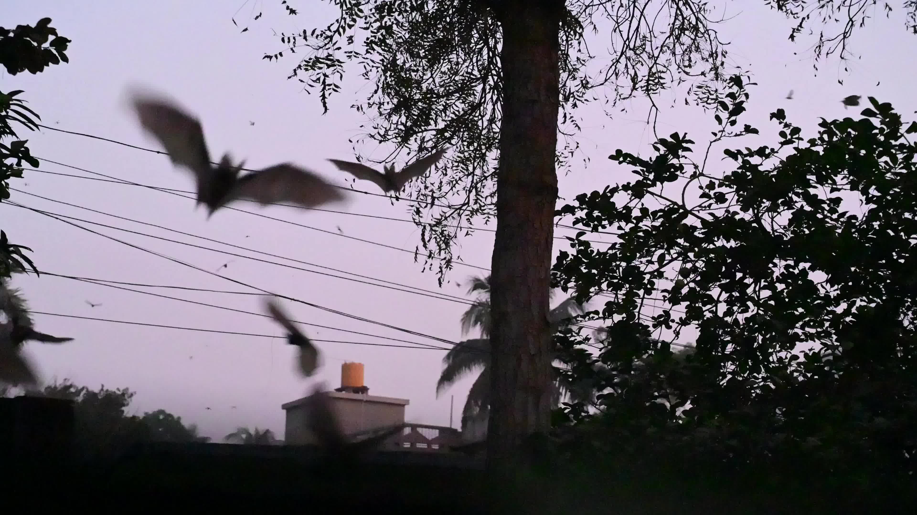 Megadermatidae - False Vampire Bats - Winged Termites - Animal India